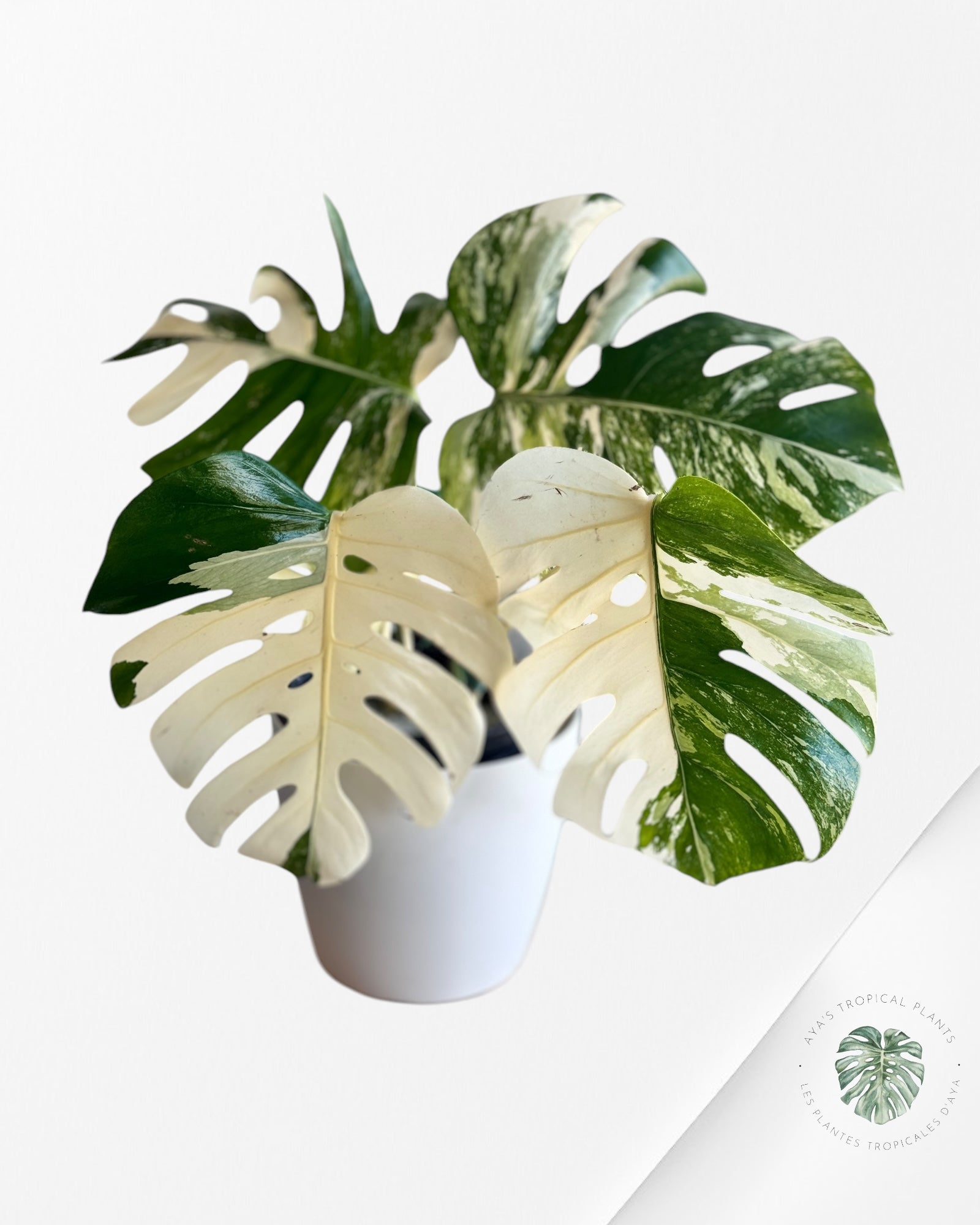 Monstera  Borsigiana Albo - OC20