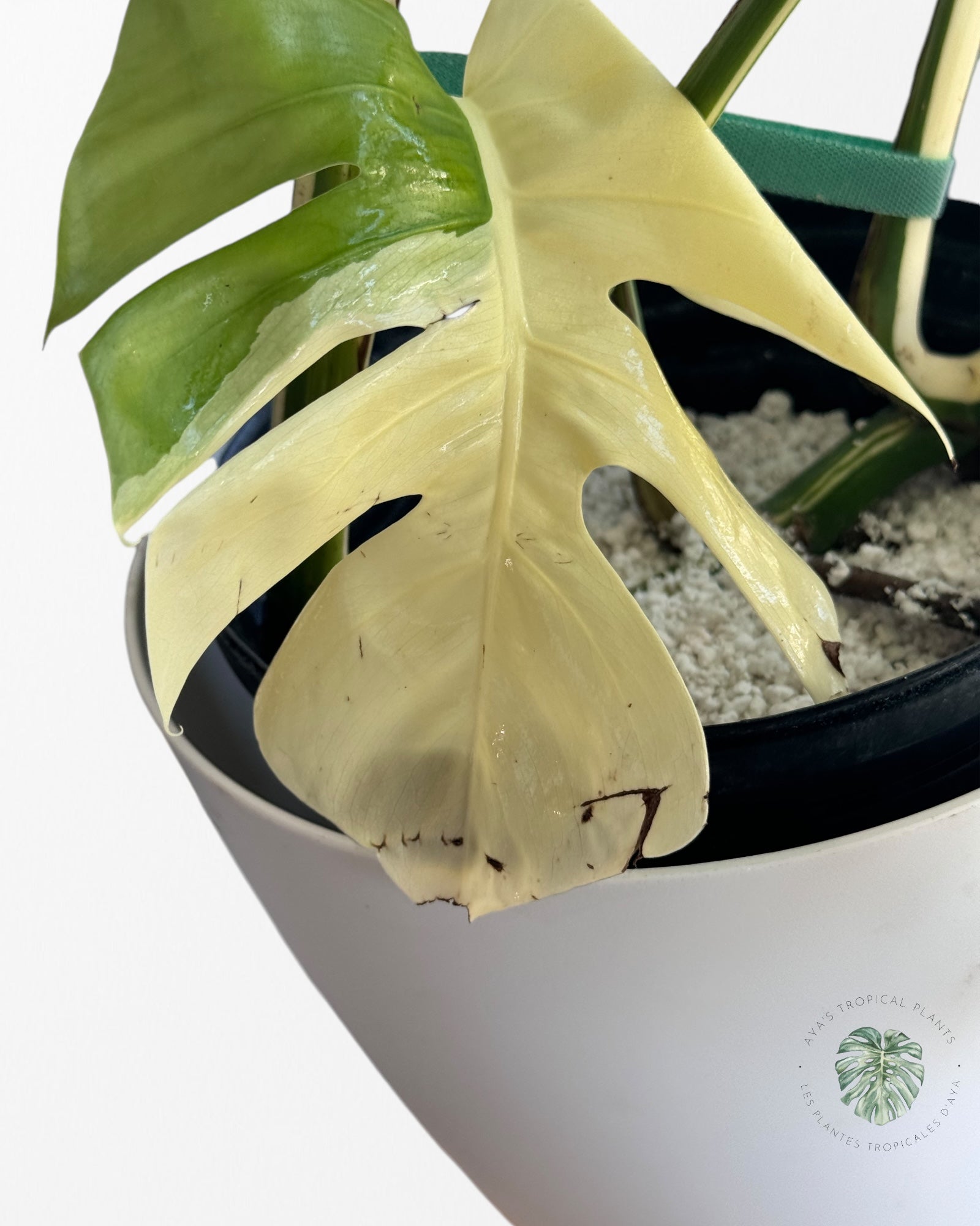 Monstera Borsigiana Albo - OC20