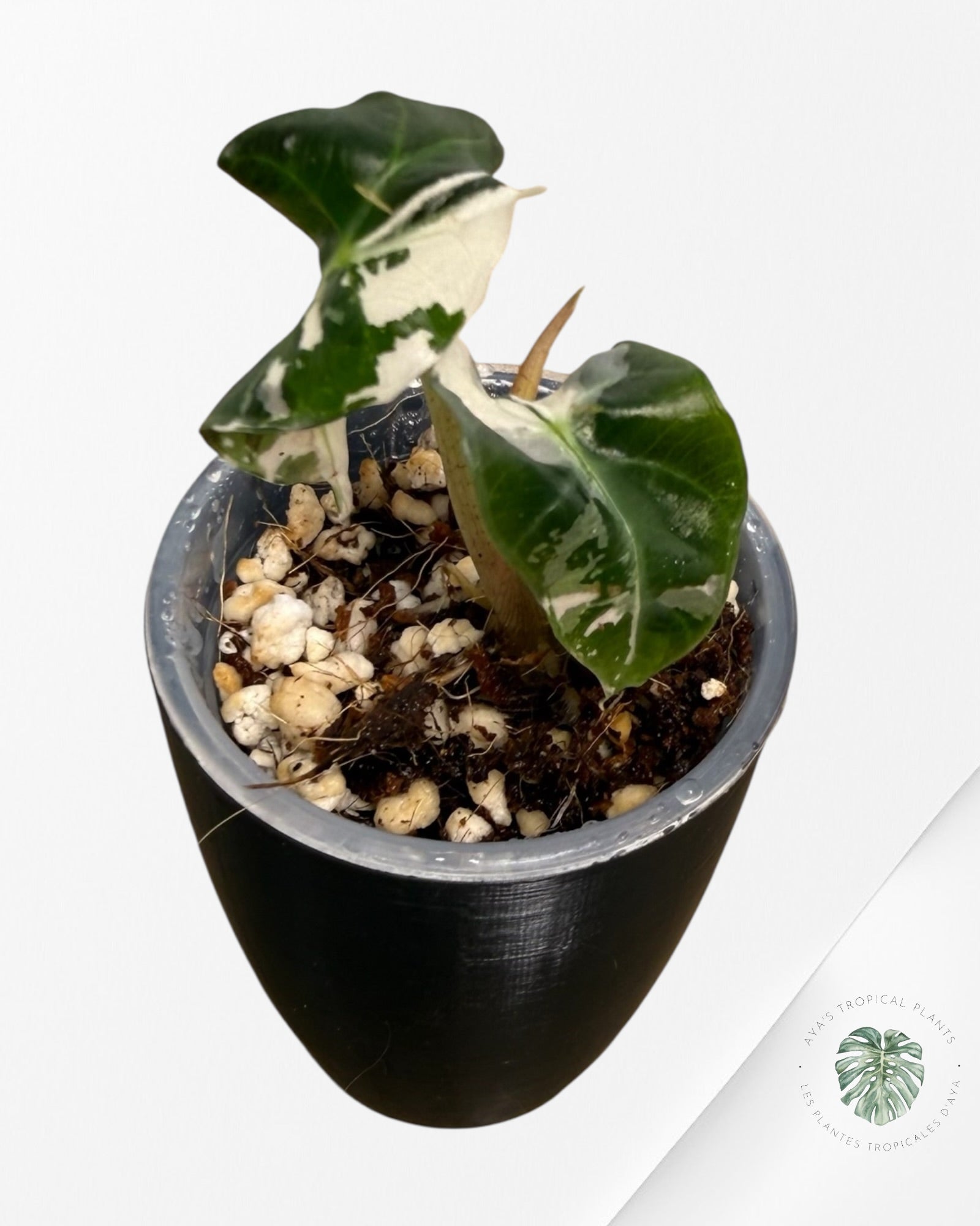 Alocasia Polly Pink Variegated