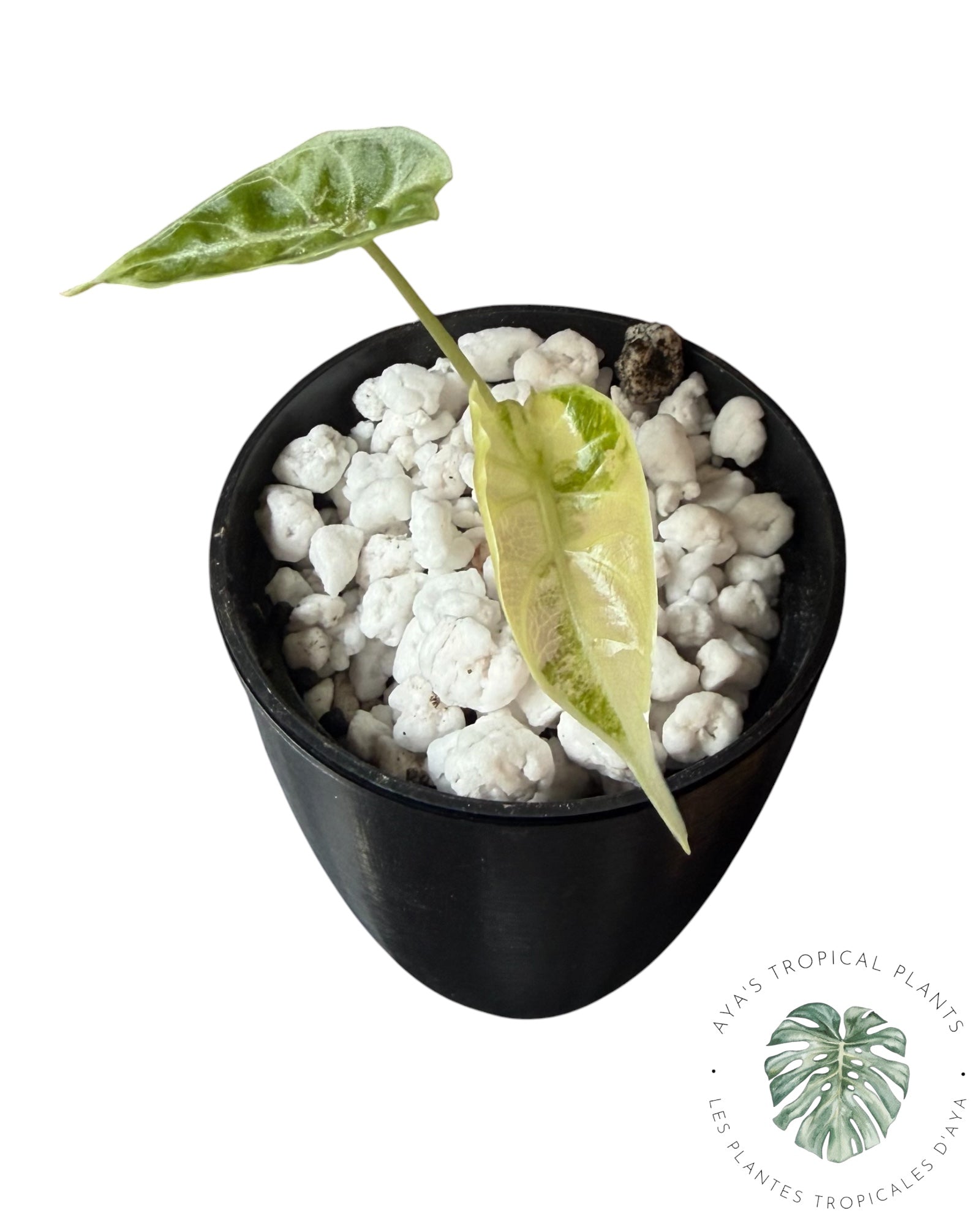Alocasia Watsoniana Doff. Pink Variegate
