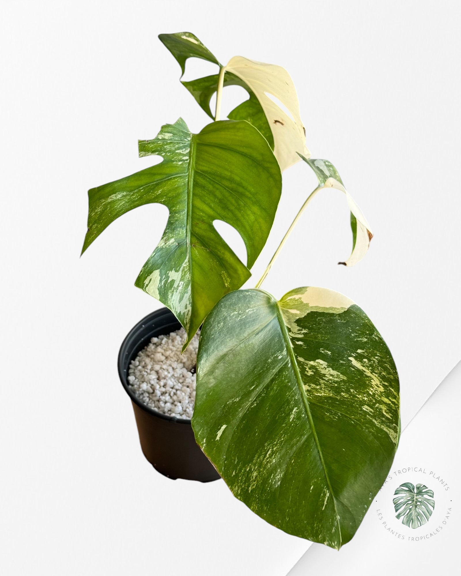 Monstera  Borsigiana Albo - OC30