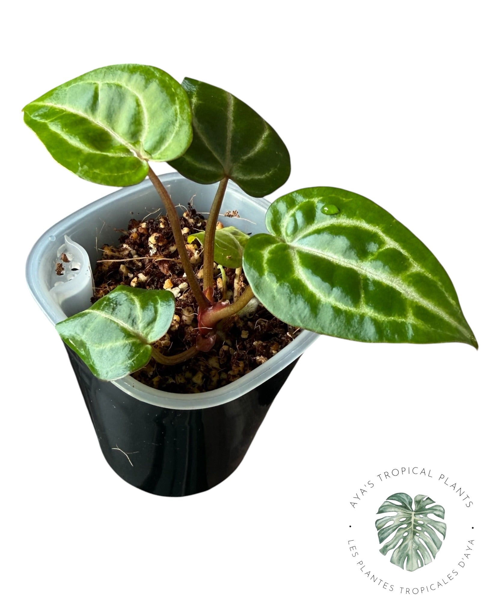 Anthurium Wonderboy X Michelle