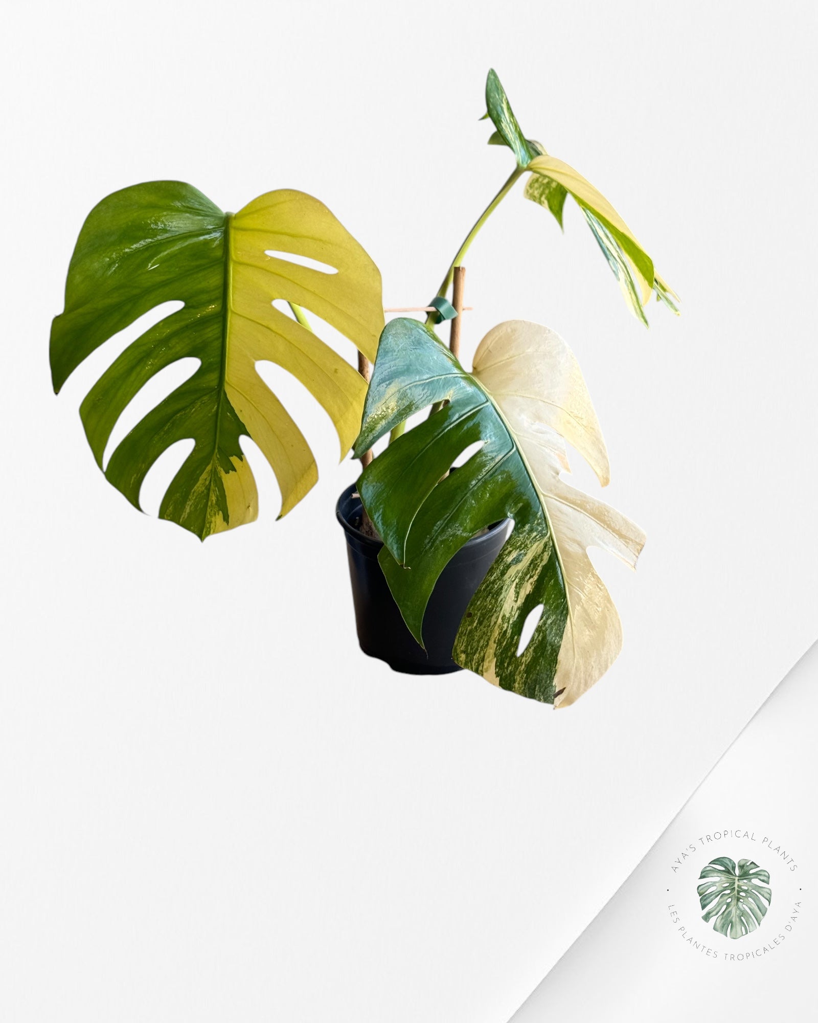 Monstera Aurea-D