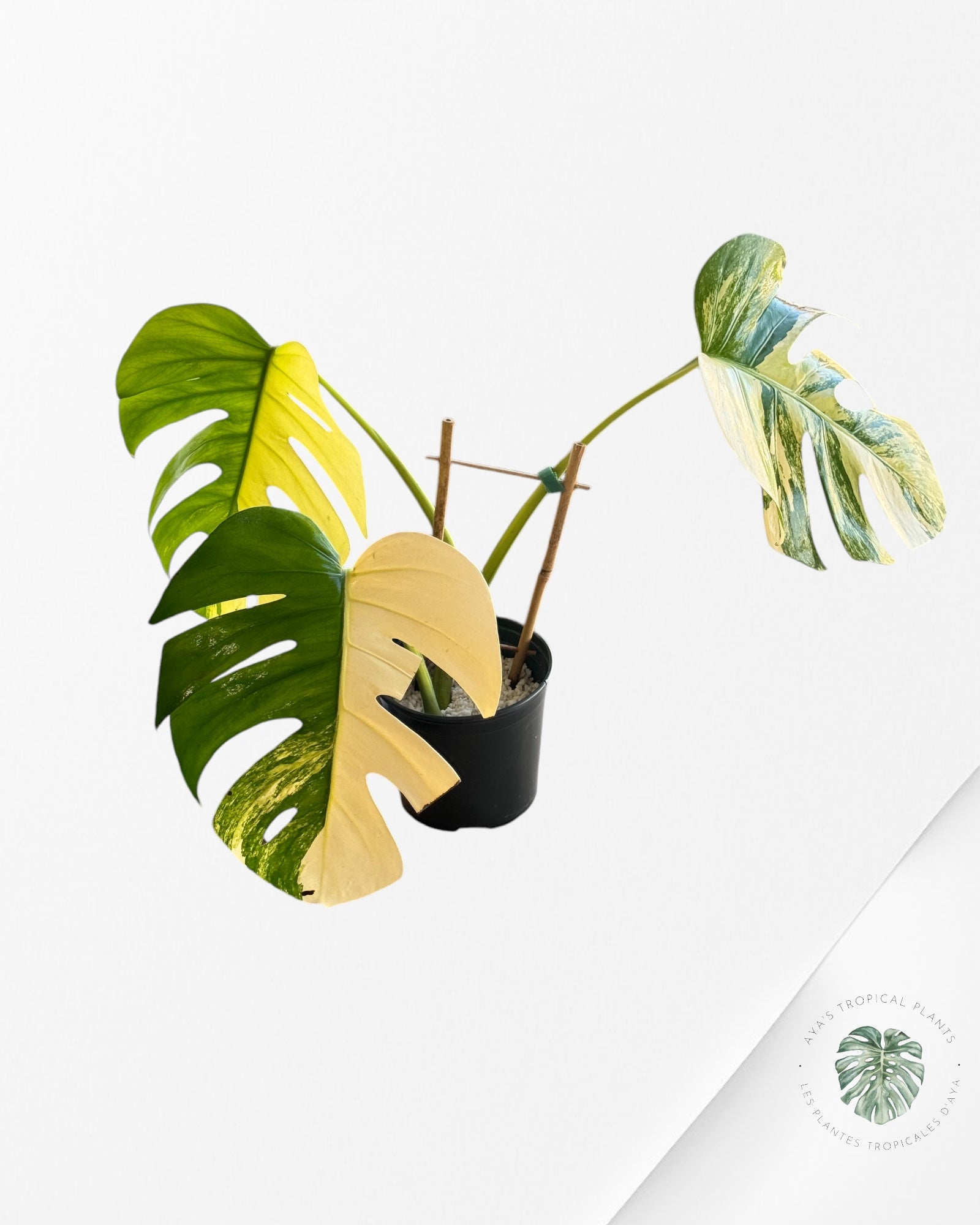 Monstera Aurea-D