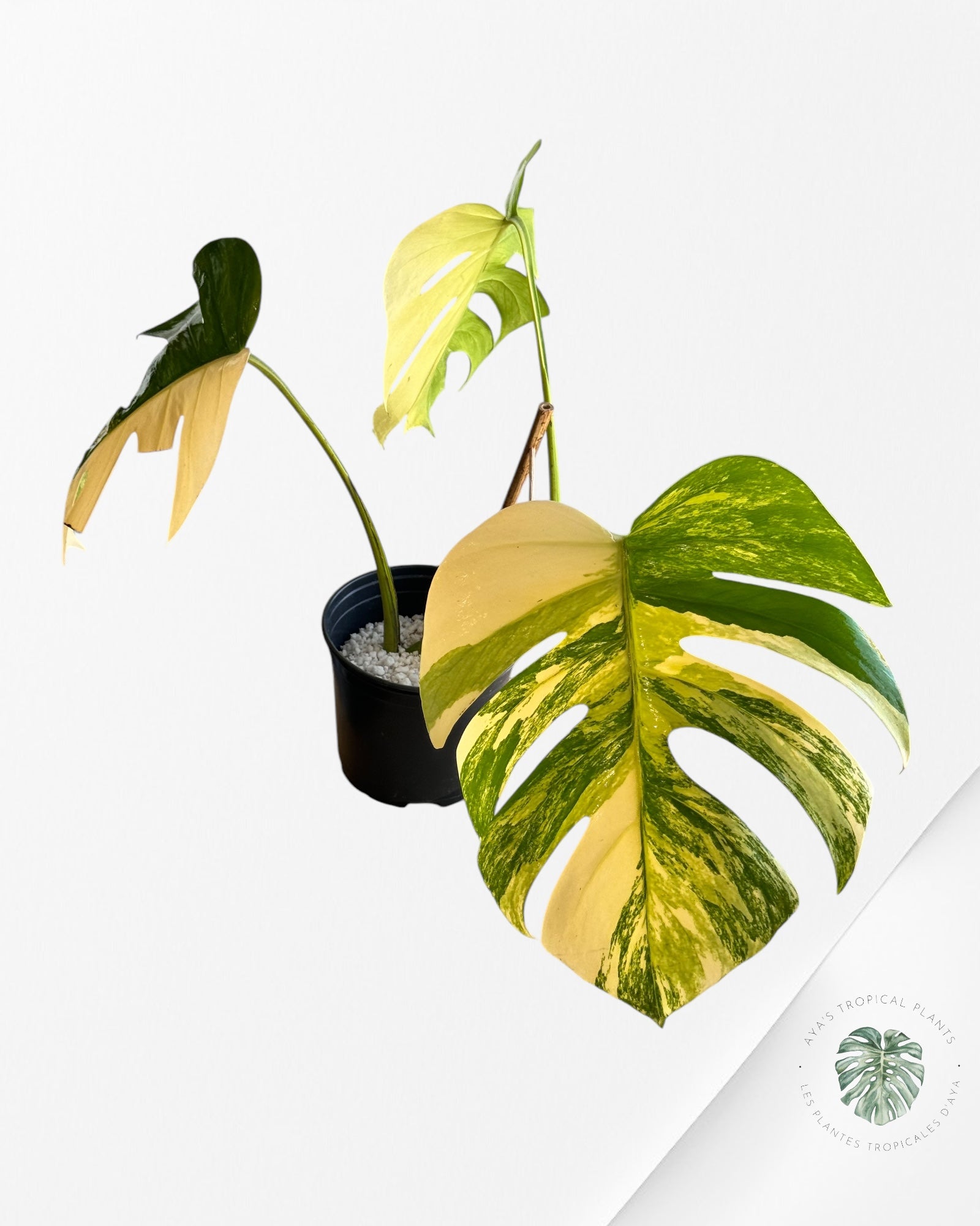 Monstera Aurea-D