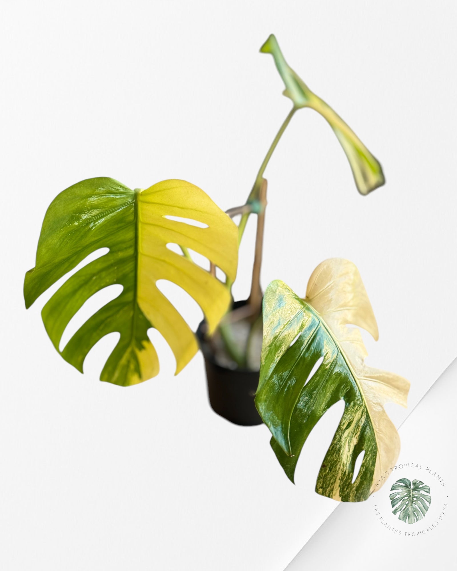 Monstera Aurea-D