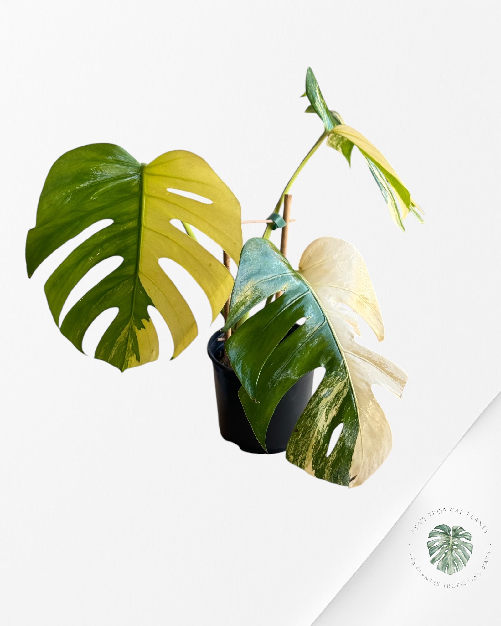 Monstera Aurea-D