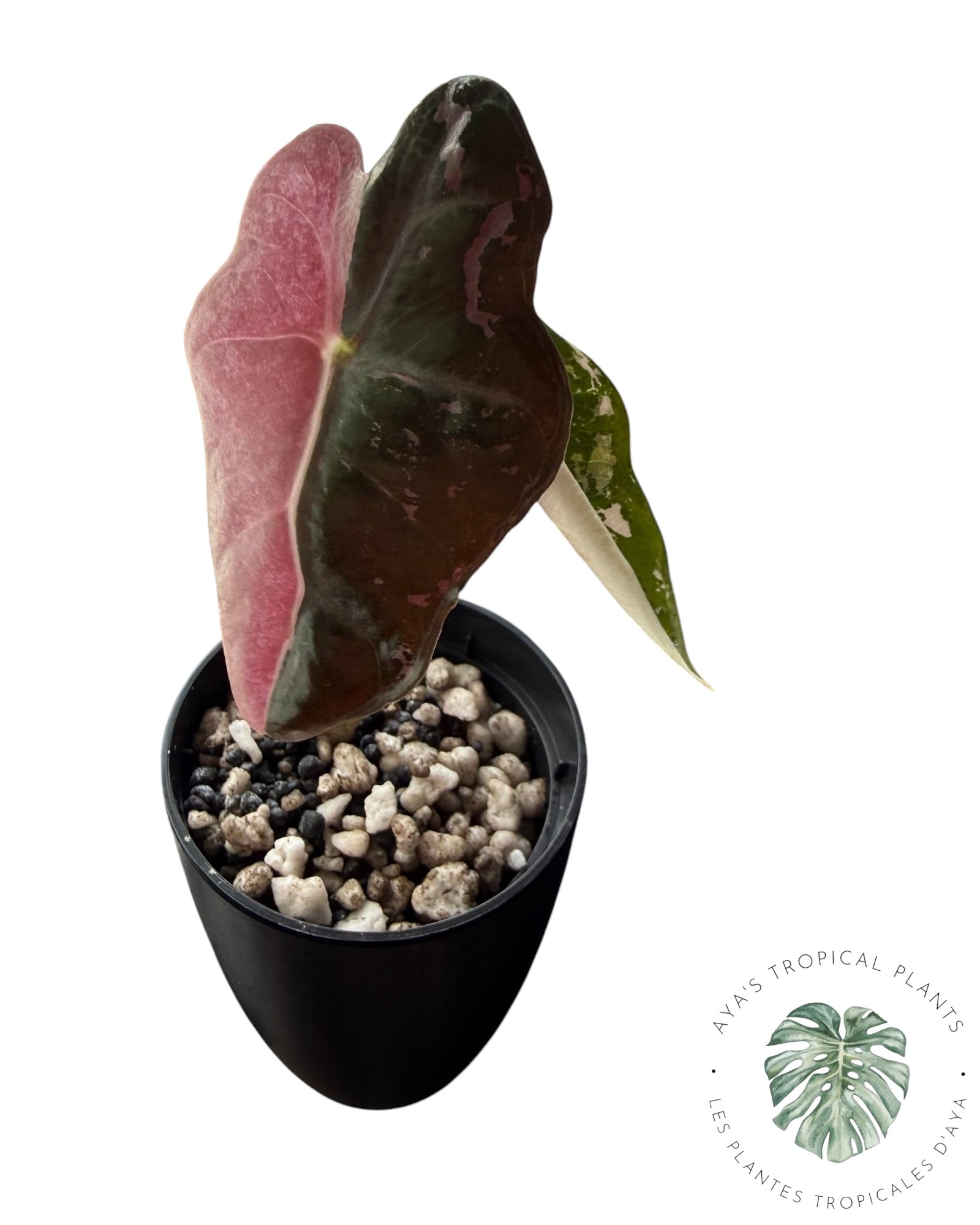 Alocasia Nobilis Pink Variegated