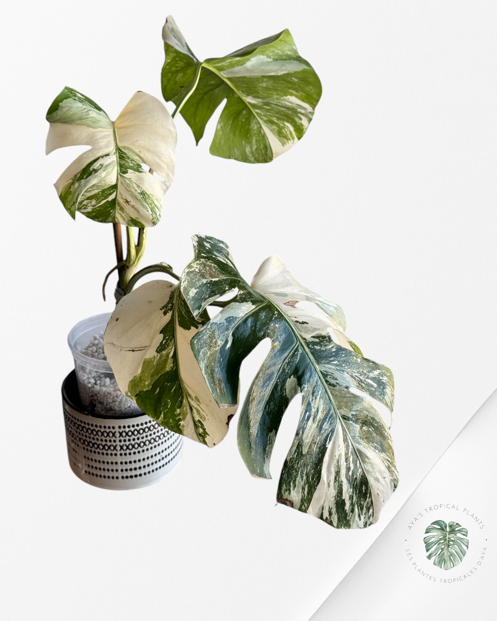 Monstera  Borsigiana Albo - OC40