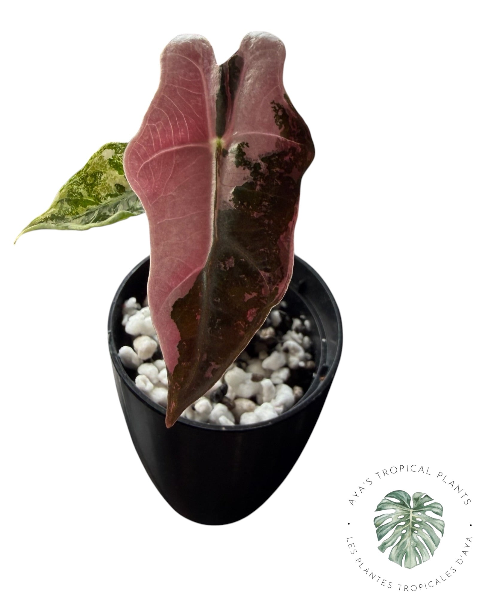 Alocasia Nobilis Pink Variegated