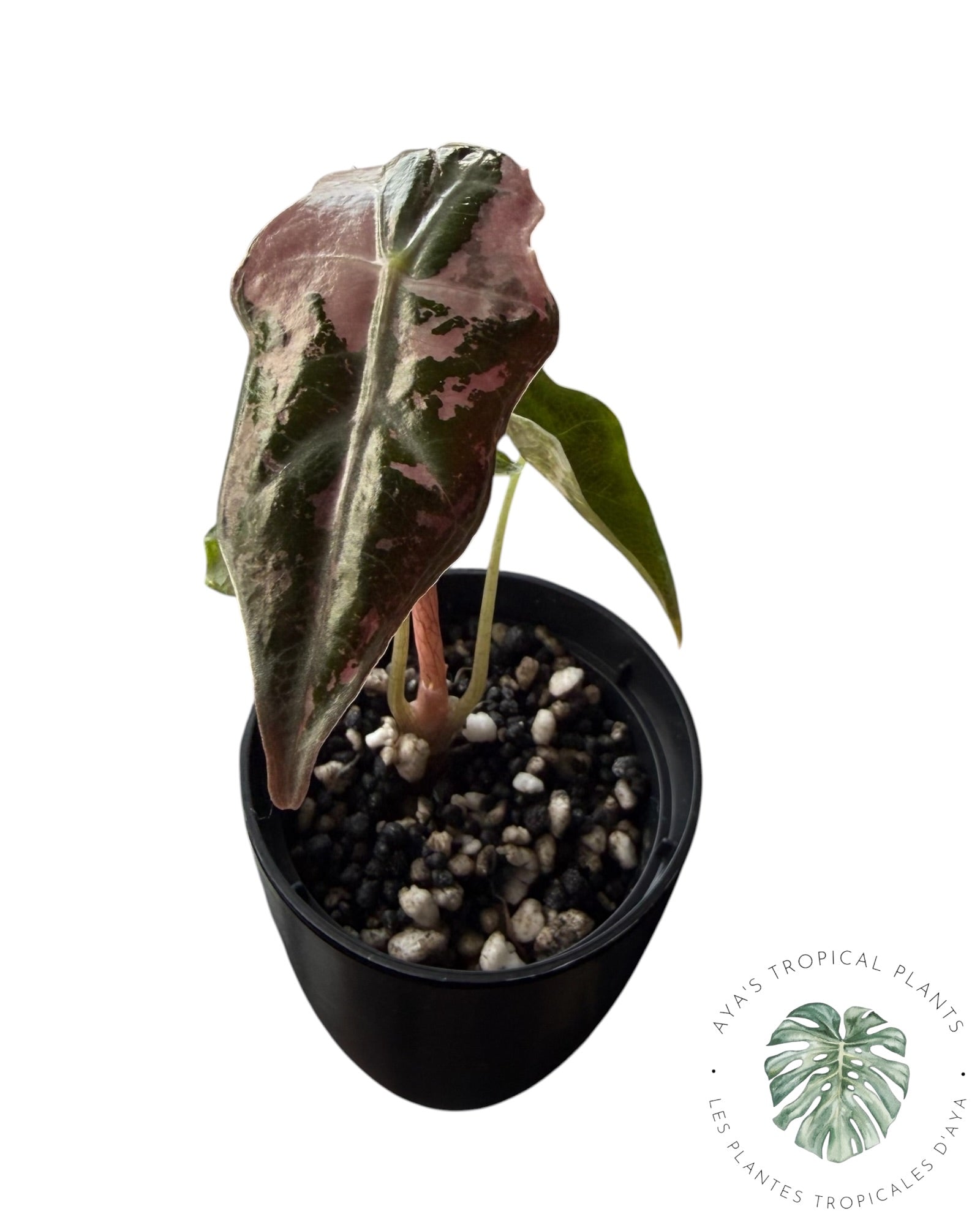 Alocasia Nobilis Pink Variegated