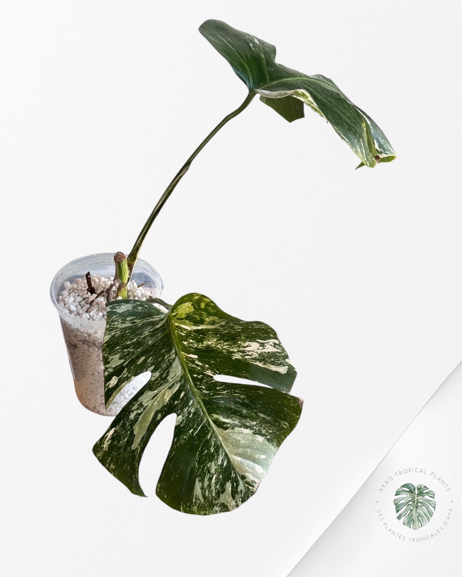 Monstera  Borsigiana Albo - OC60