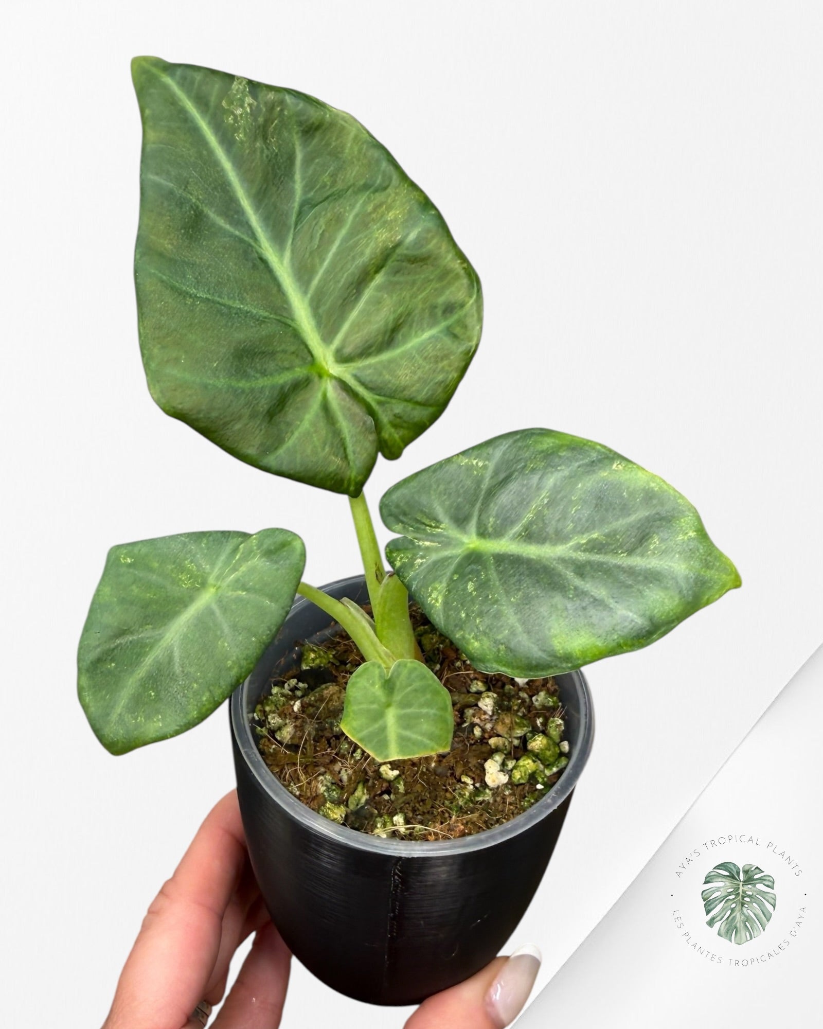 Alocasia Regal Shield Aurea Variegated