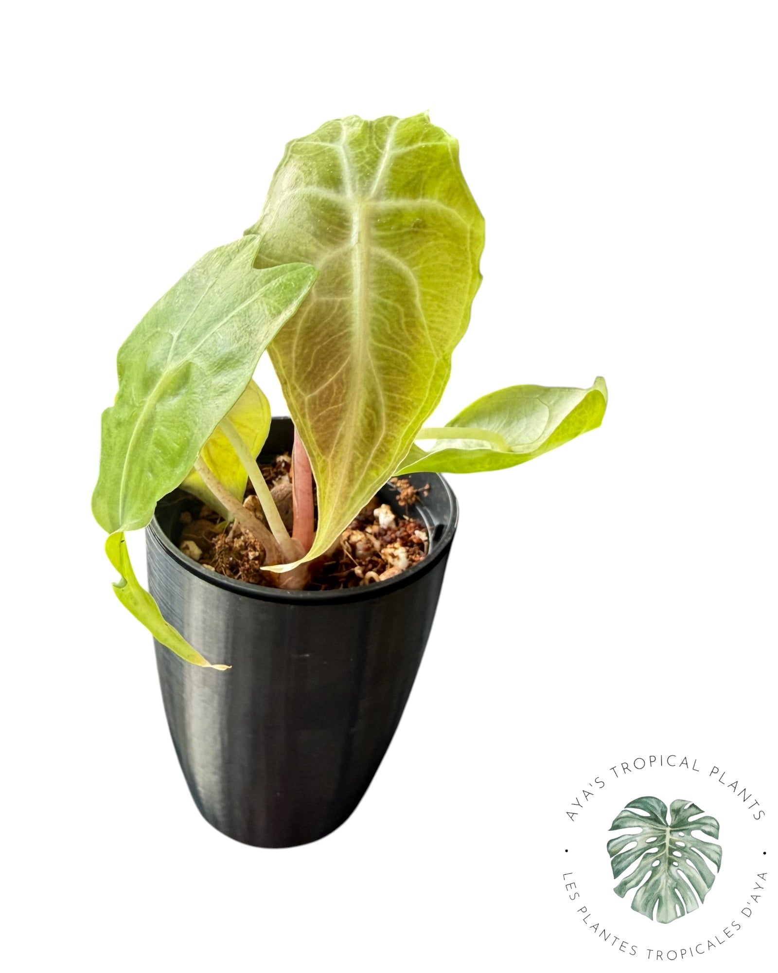 Alocasia Venom