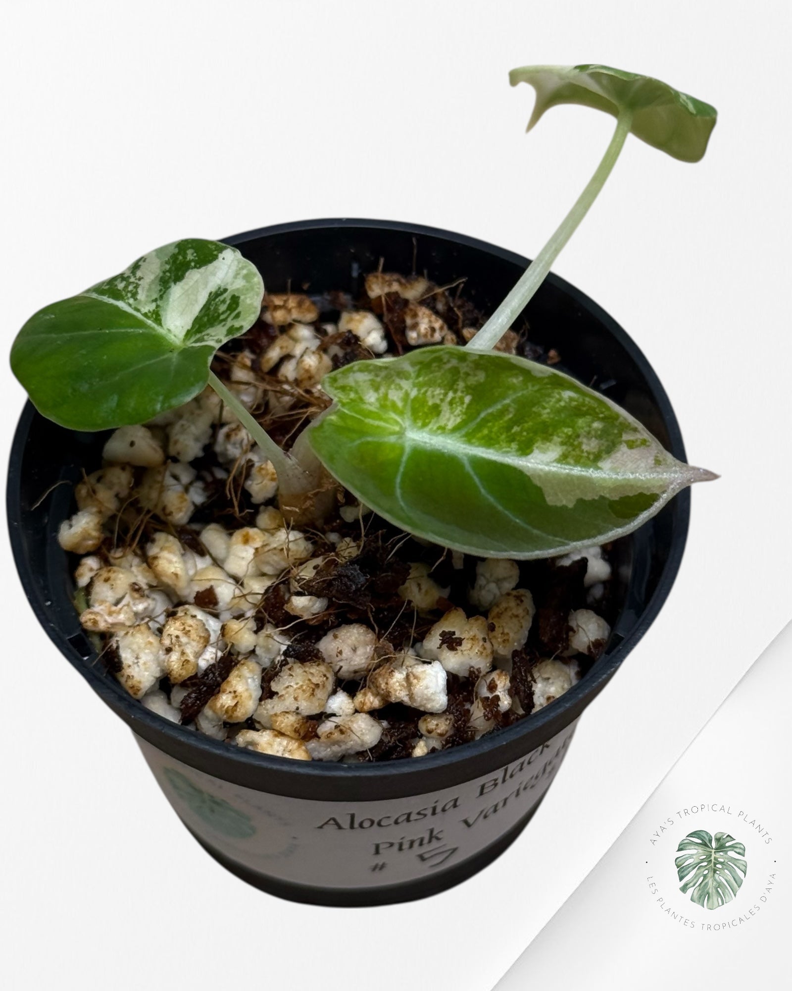 Alocasia Black Velvet Pink Variegated - 5