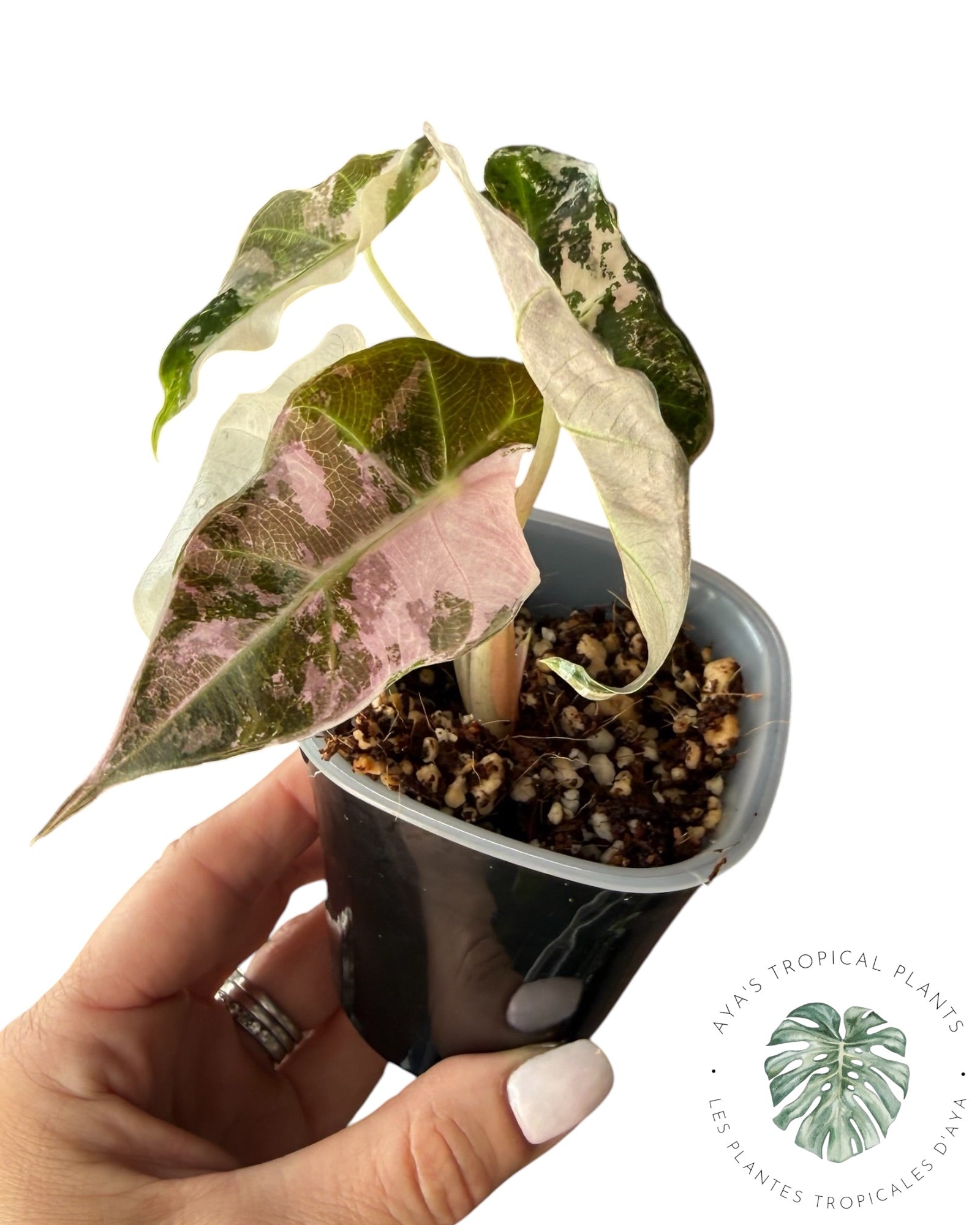 Alocasia Polly Flocon de Neige Rose