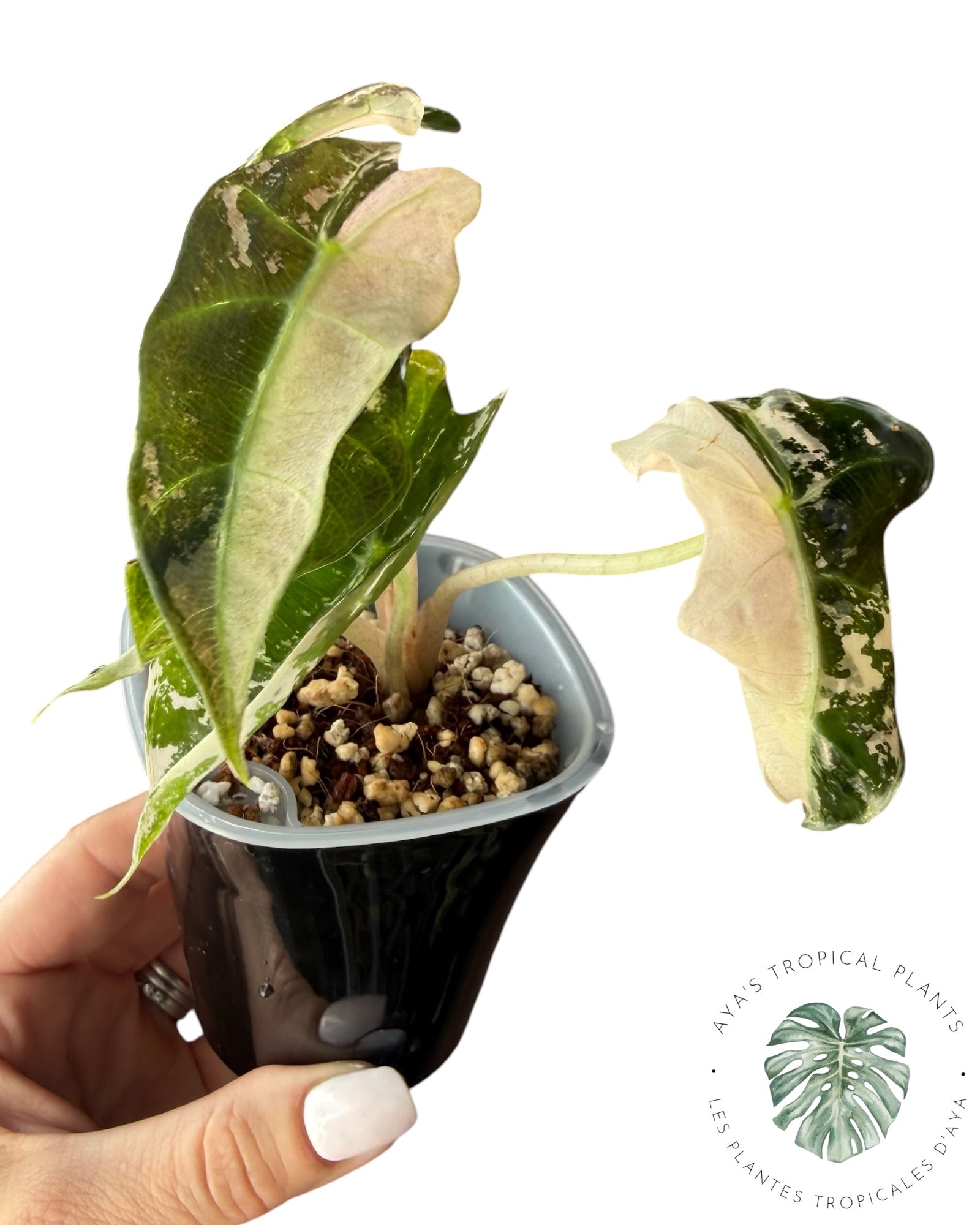 Alocasia Polly Pink Snowflake