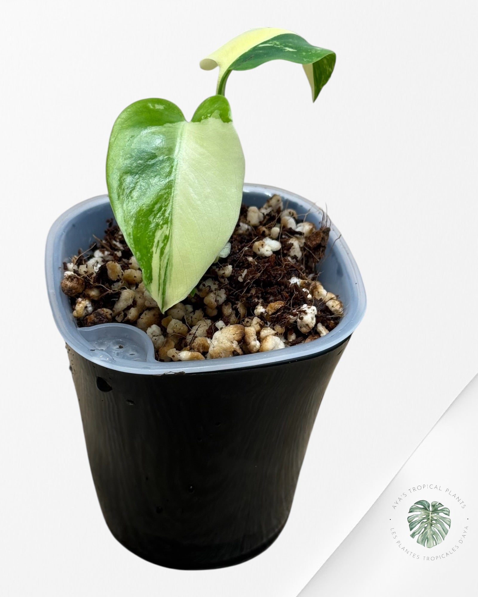 Monstera Deliciosa ‘Lemon Pom Pom’