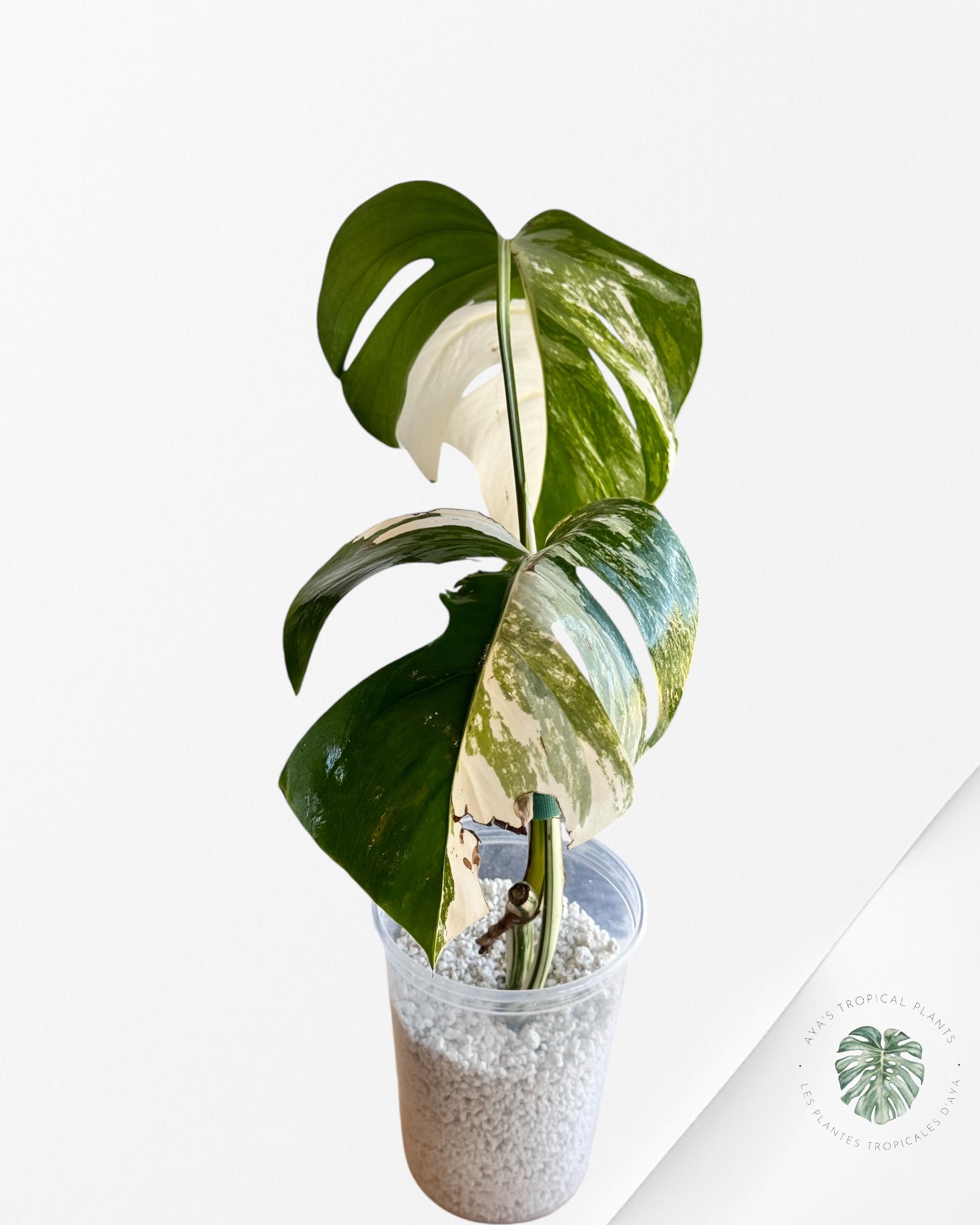 Monstera  Borsigiana Albo - OC100