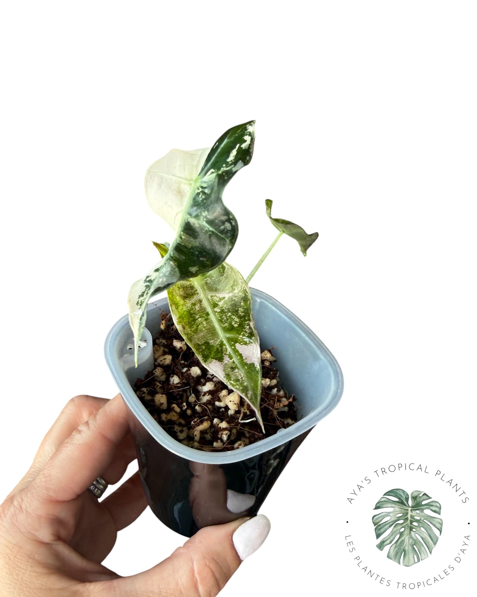 Alocasia Polly Pink Snowflake