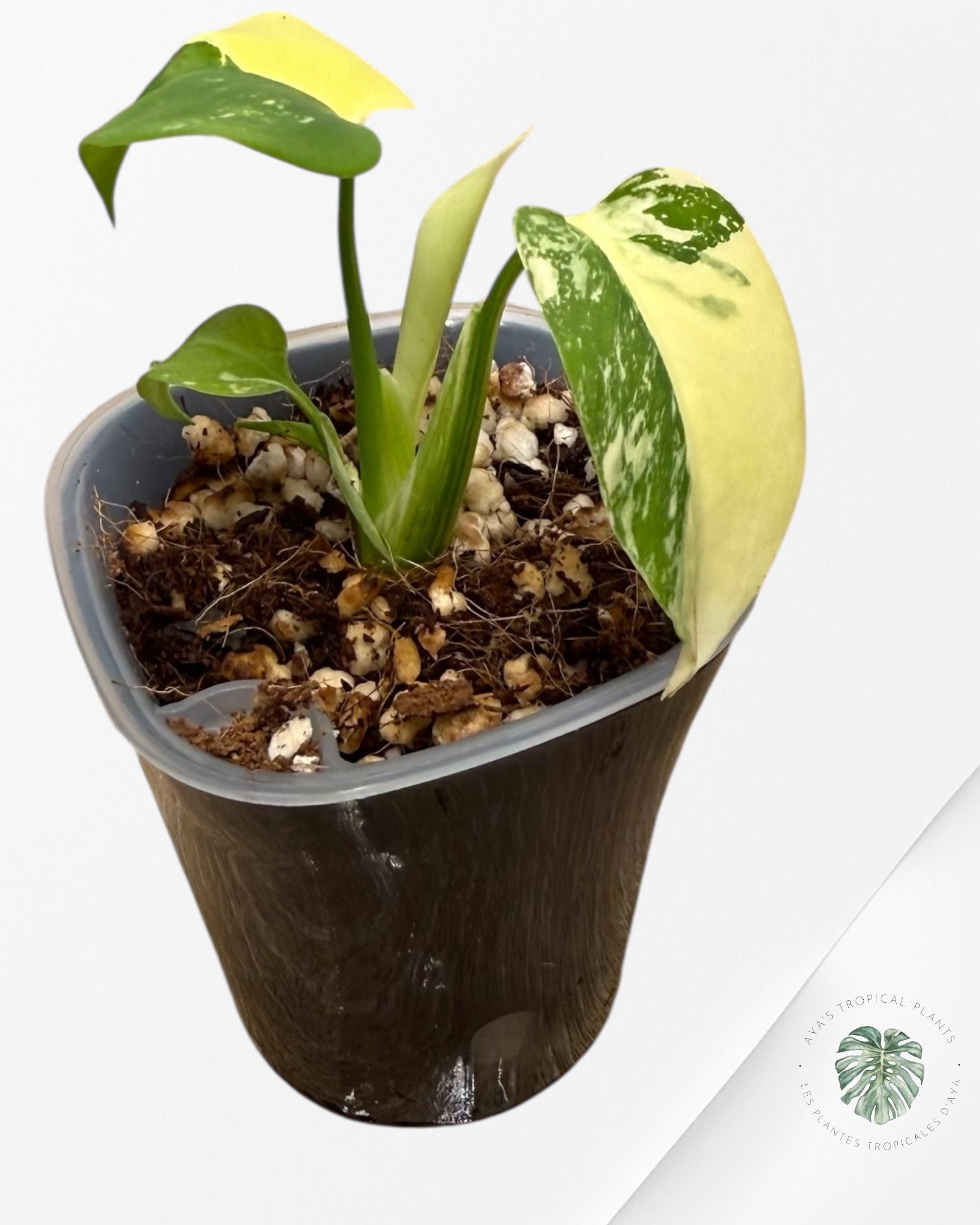 Monstera Deliciosa ‘Lemon Pom Pom’