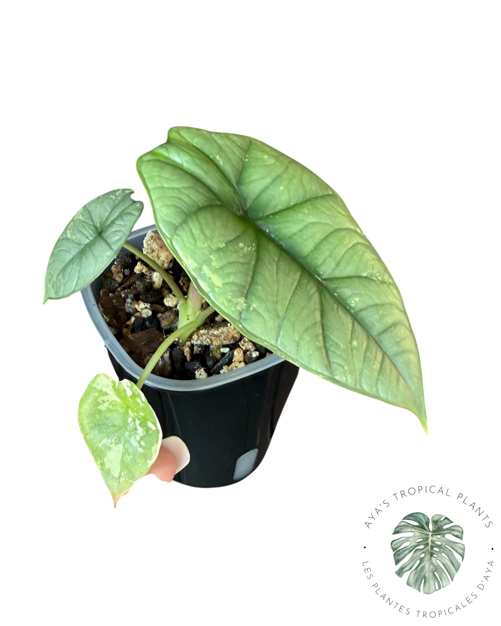 Alocasia Bisma Platinum Albo Variegated