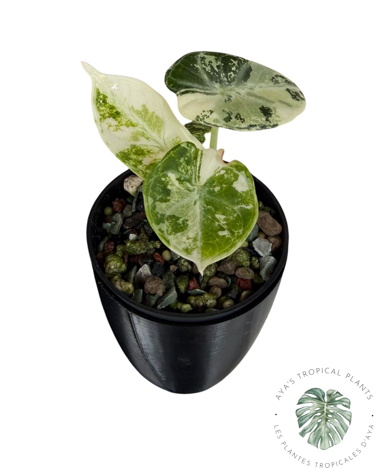Alocasia Ninja Albo Variegated