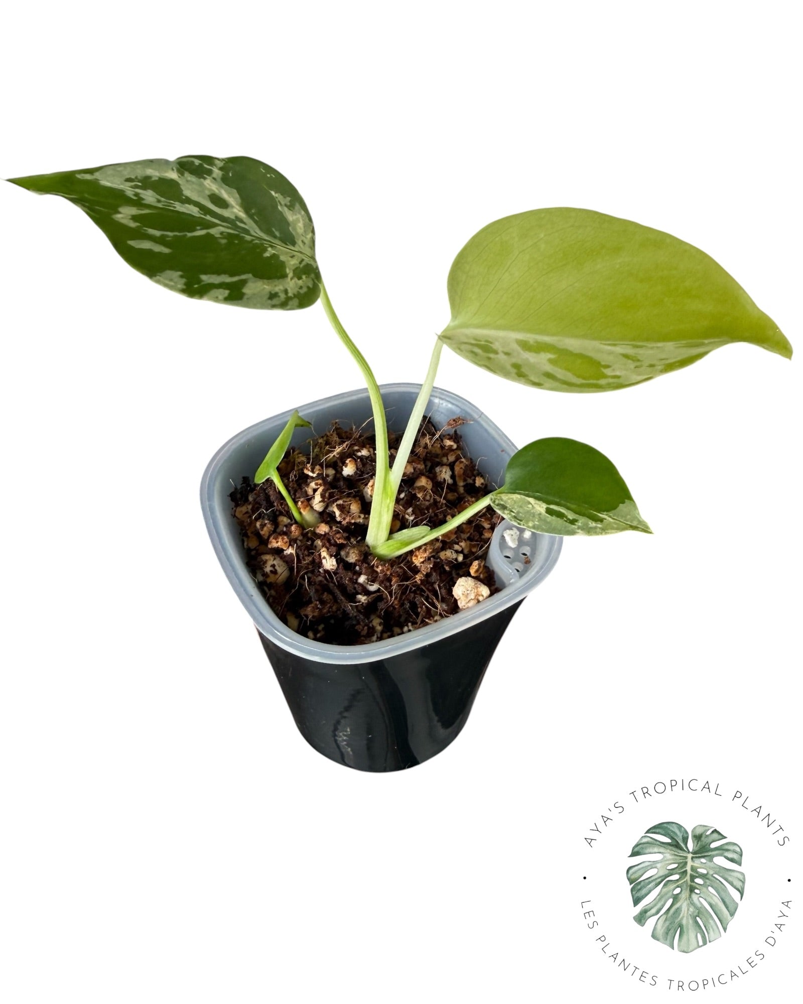 Monstera Deliciosa Bulbasaur