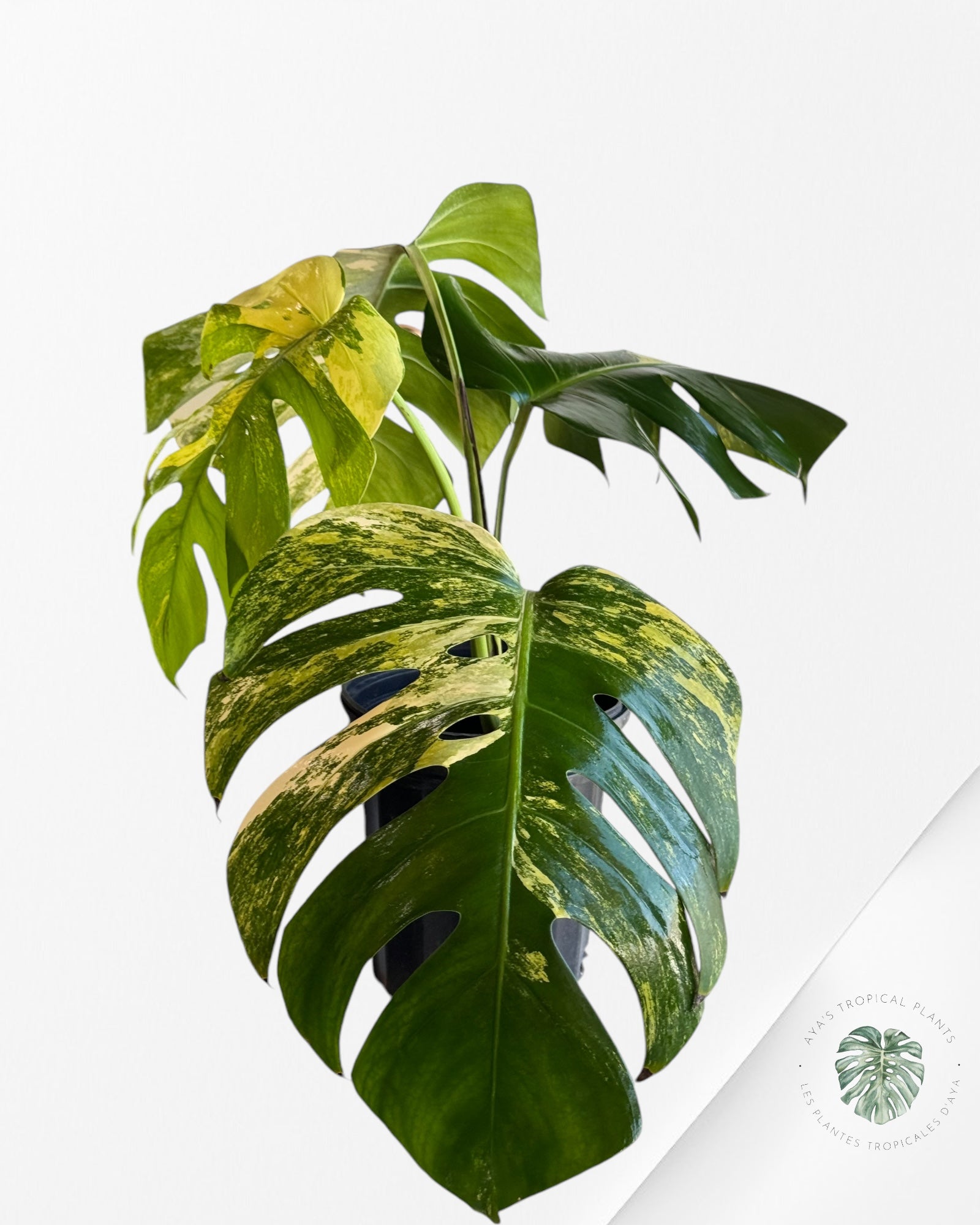 Monstera Aurea-E XL