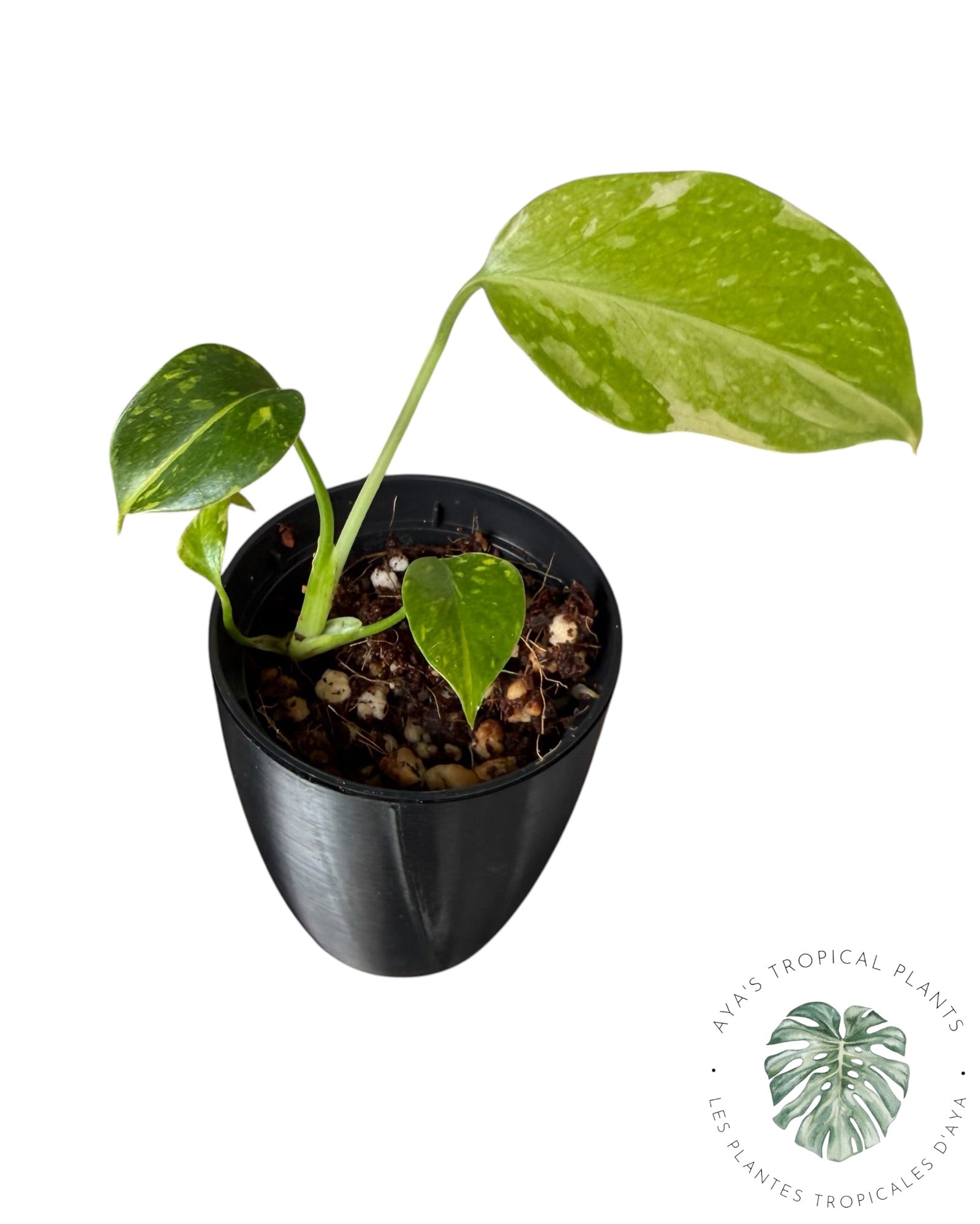 Électrolyte Monstera Deliciosa