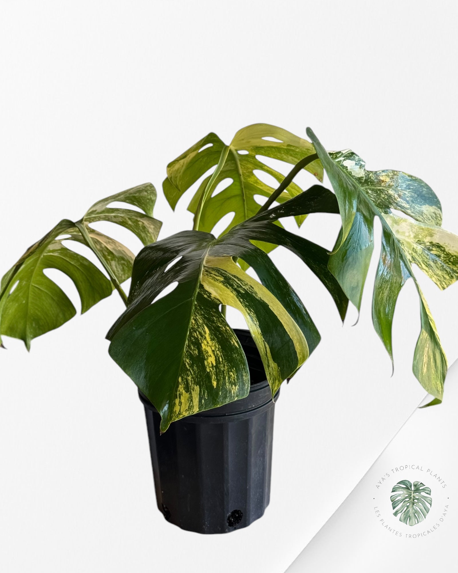 Monstera Aurea-E XL