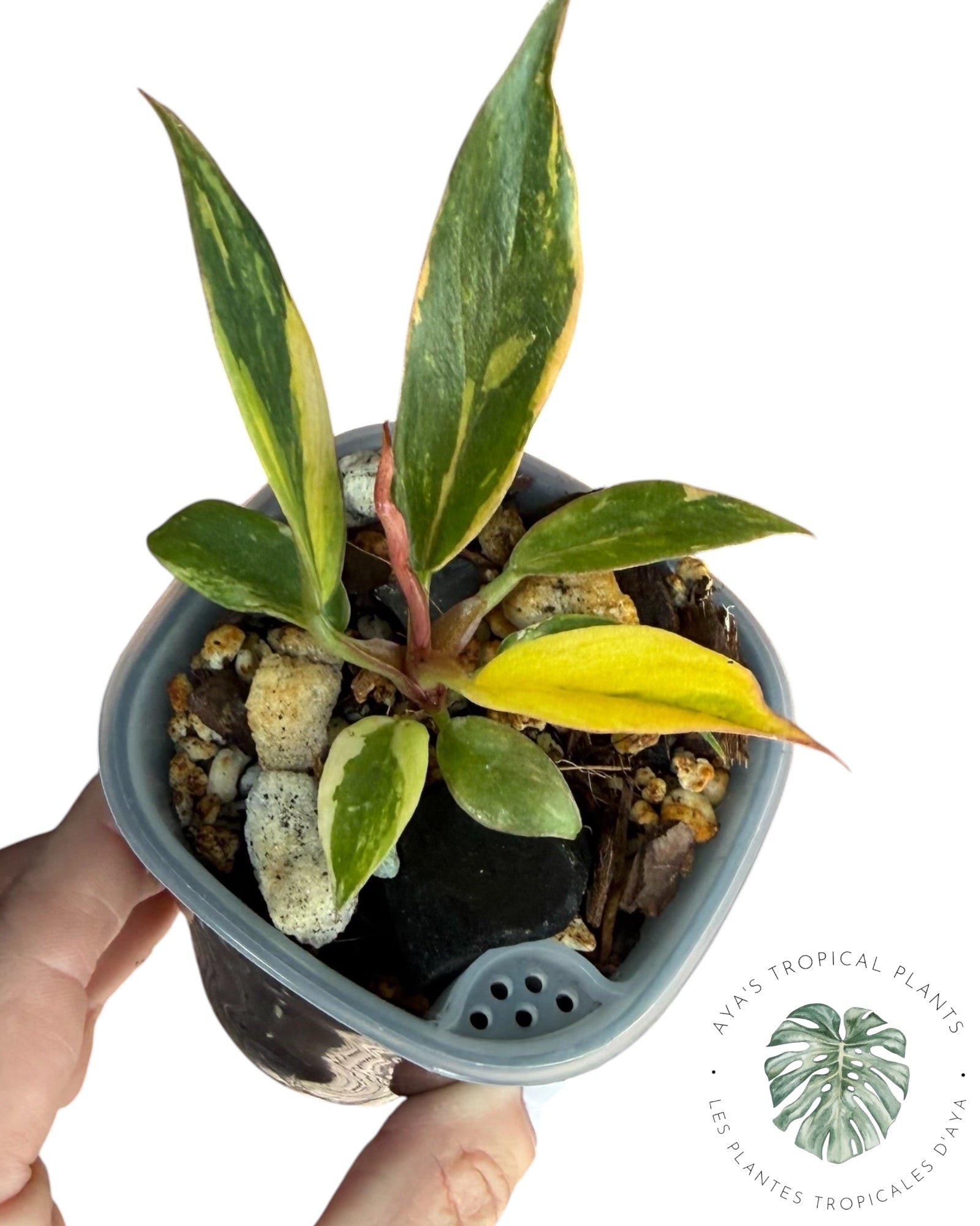 Philodendron Caramel Marble ‘Fire Tiger’
