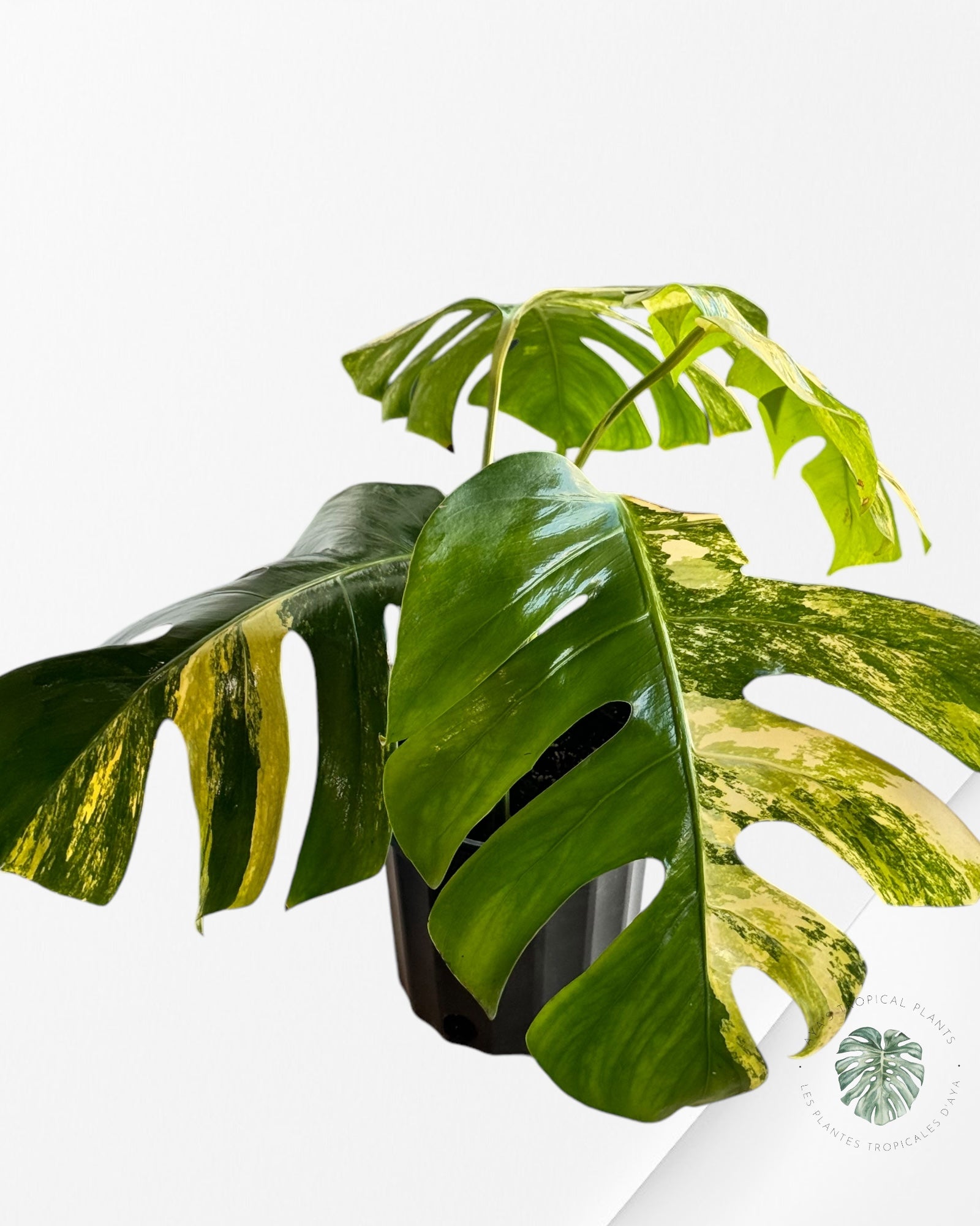 Monstera Aurea-E XL