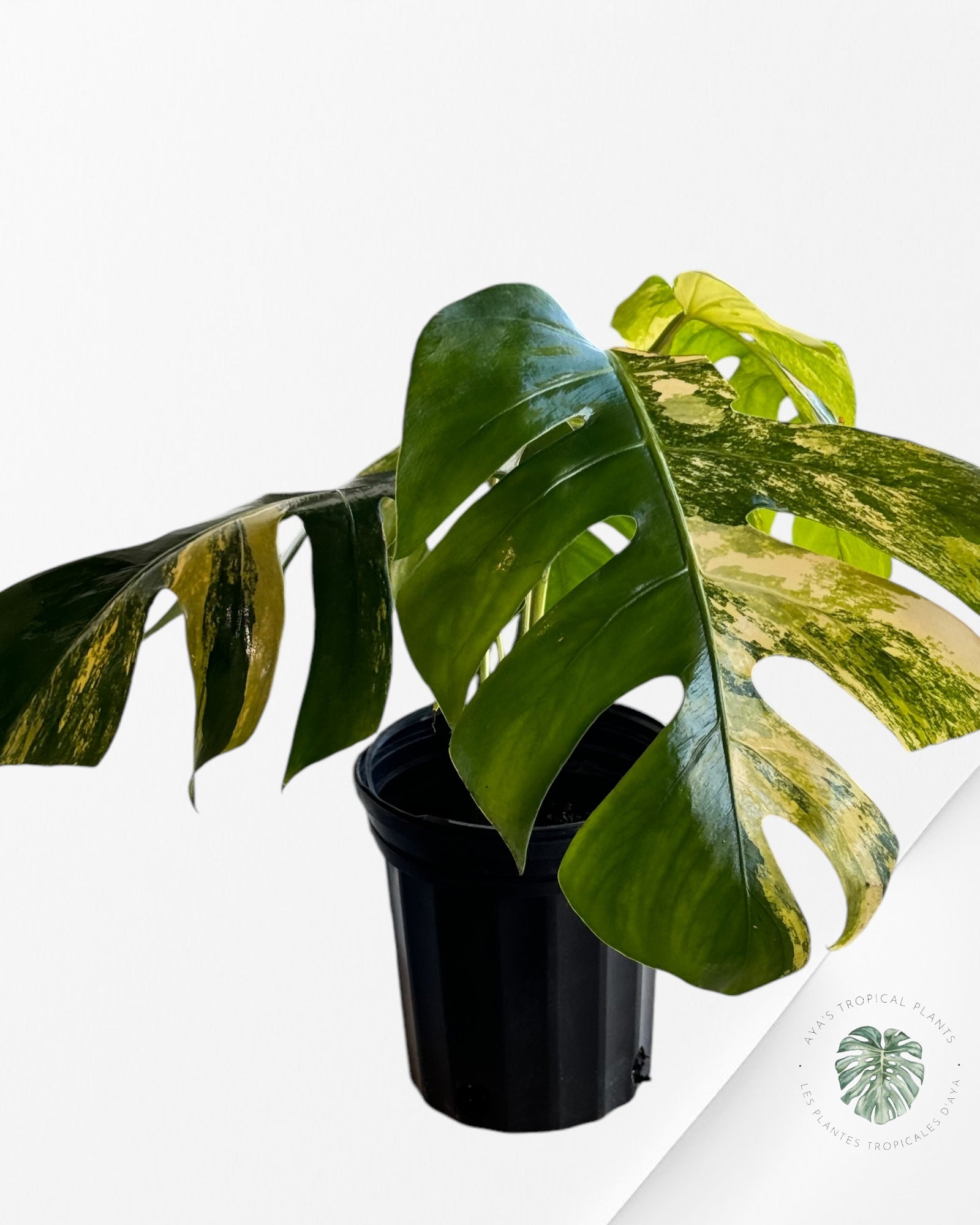 Monstera Aurea-E XL