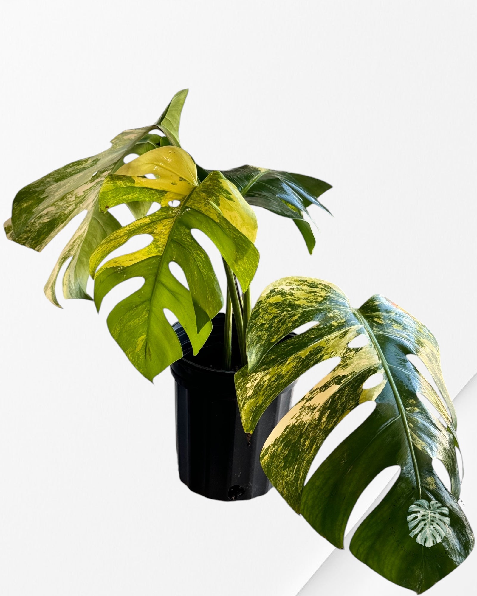 Monstera Aurea-E XL