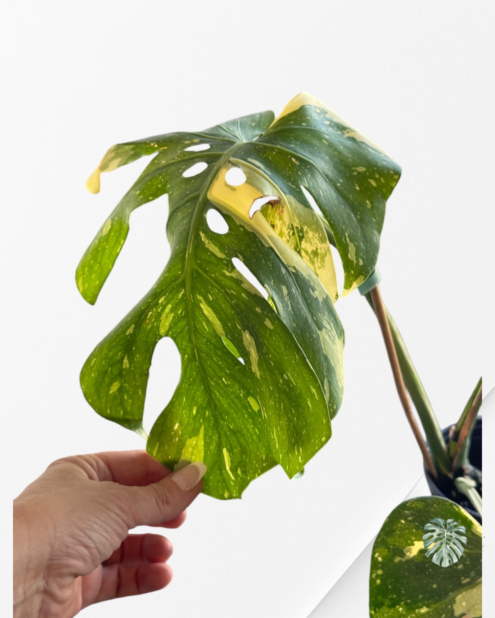 Monstera Thai Constellation-10