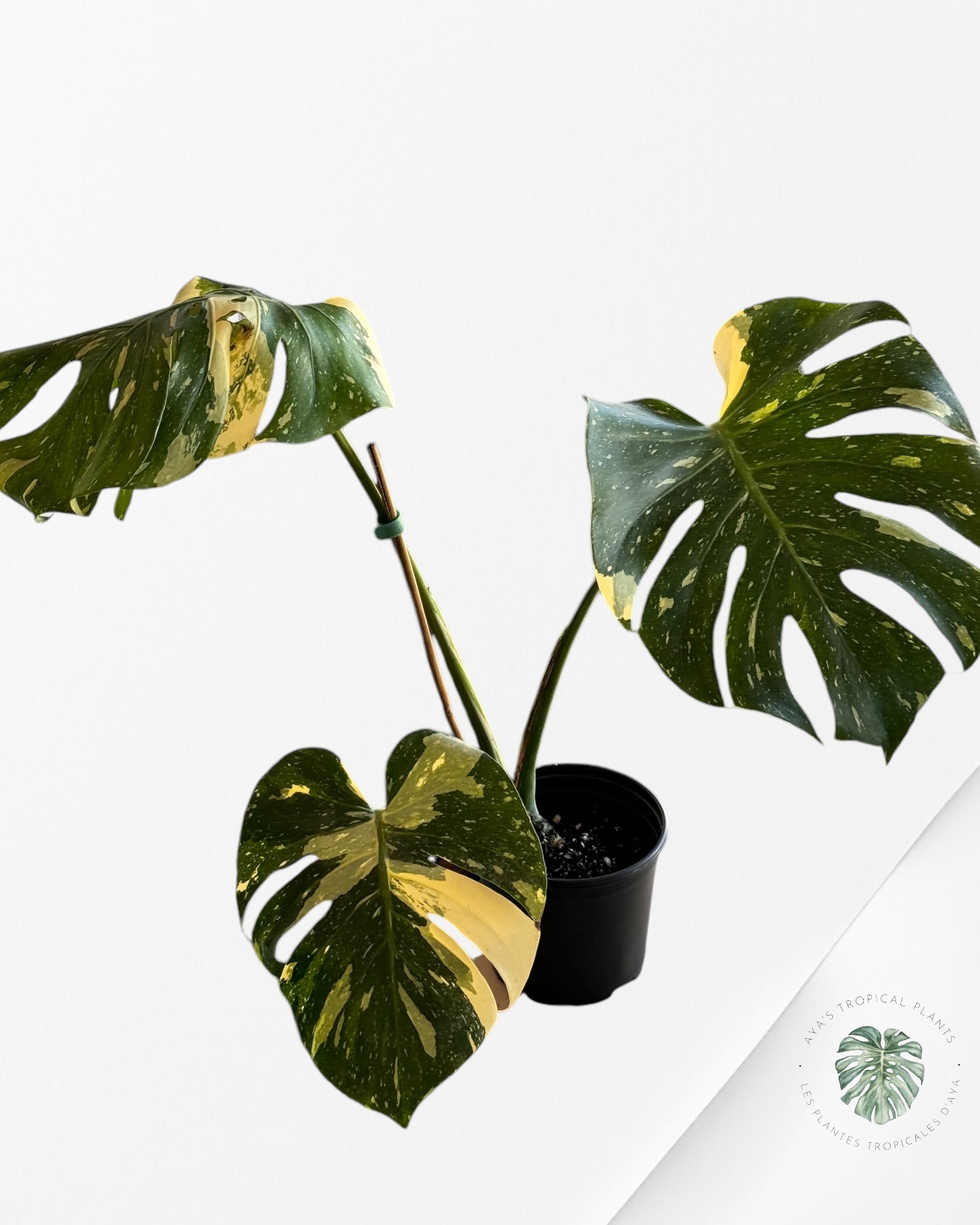 Monstera Thai Constellation-10