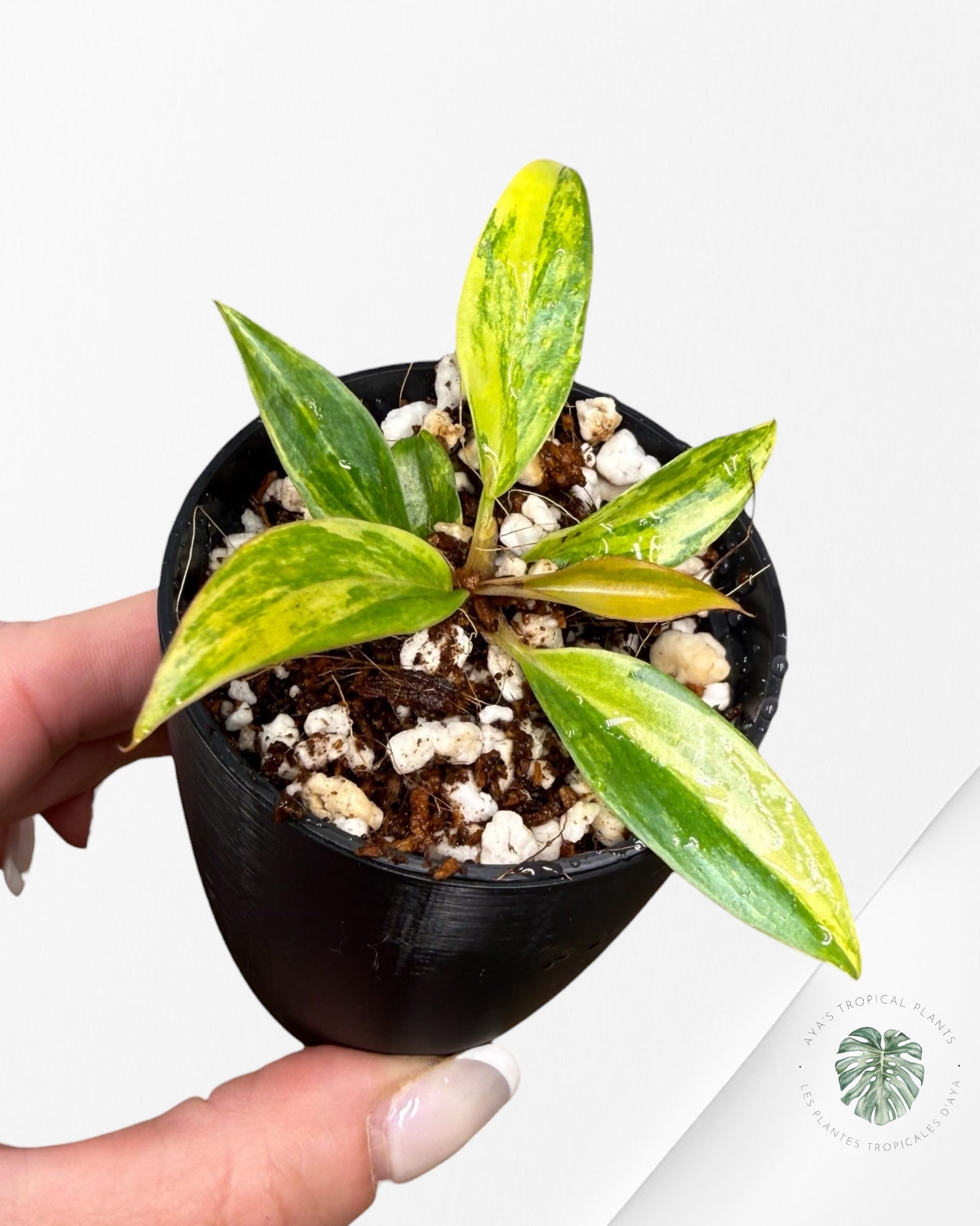 Philodendron Caramel Marble