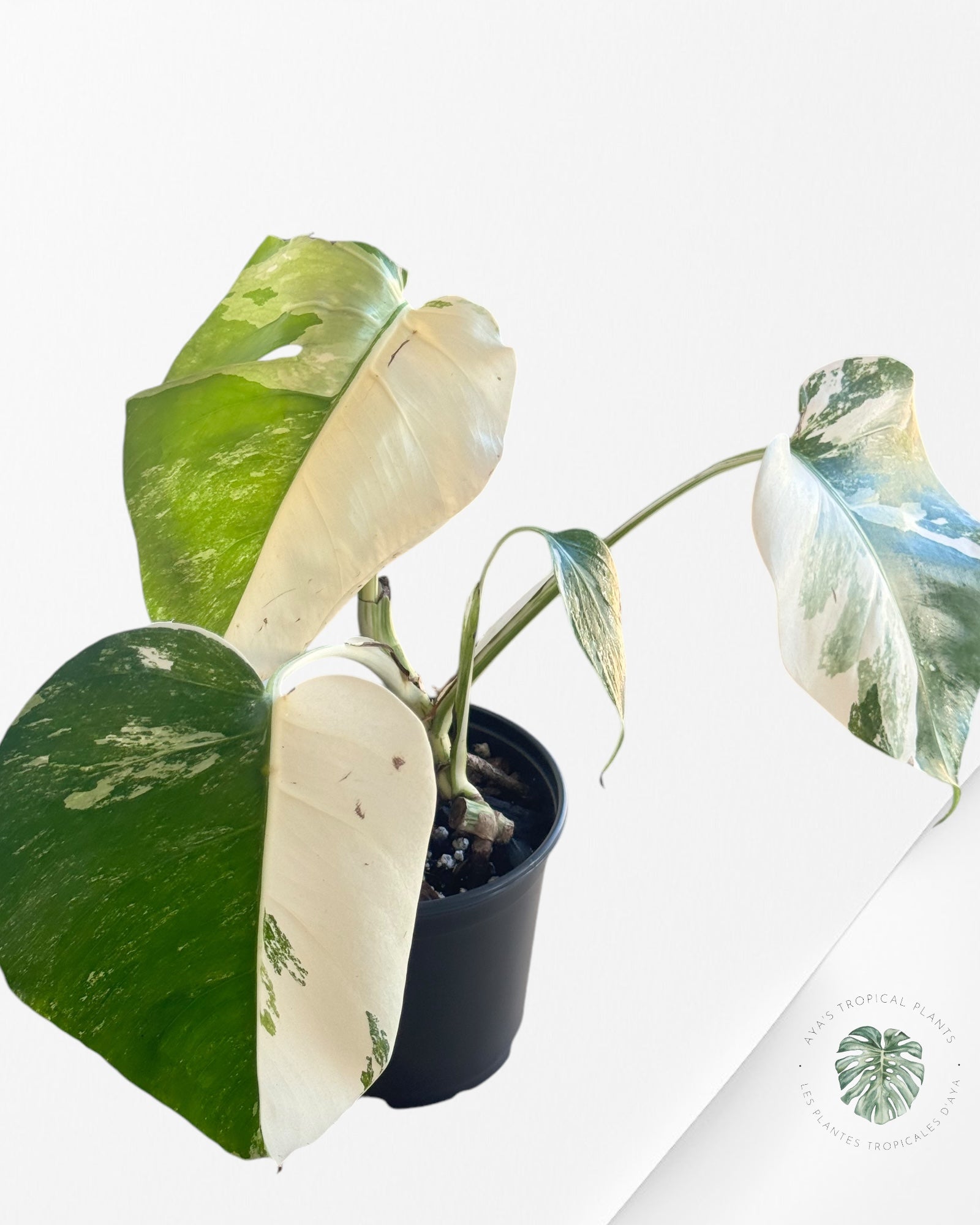 Monstera  Borsigiana Albo - OC120