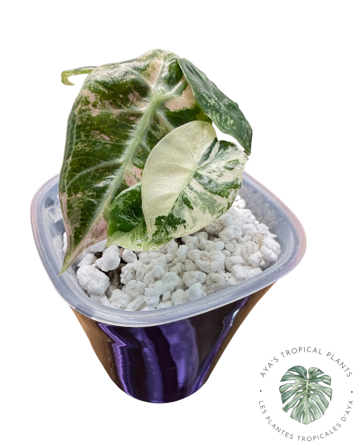 Alocasia Mandalay Rose Panaché