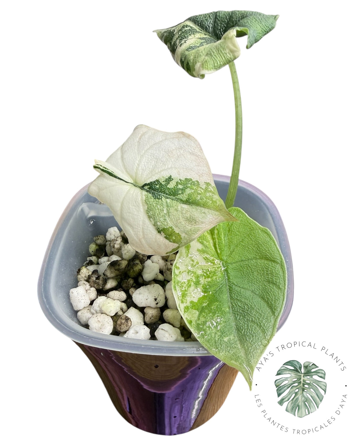 Alocasia Melo Albo Panaché