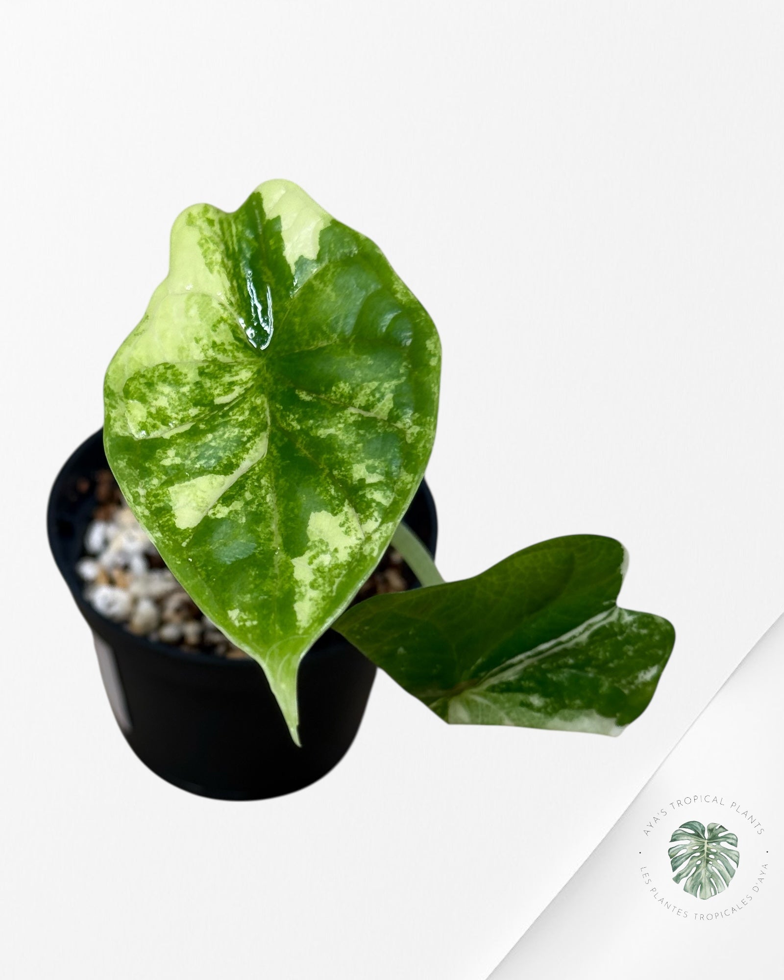 Alocasia Dragon Scale Variegated Albo ( Grade A) - TC4