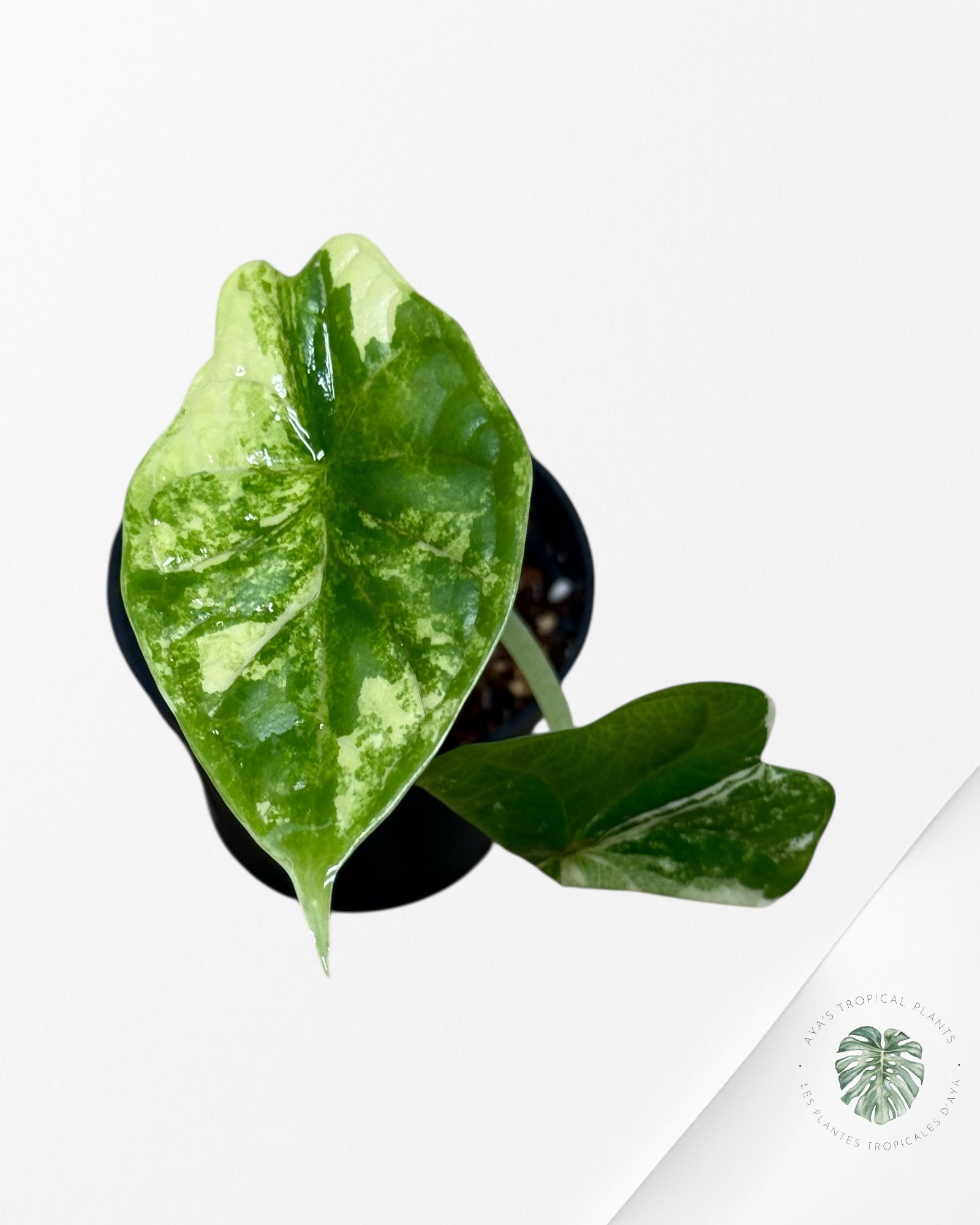Alocasia Dragon Scale Variegated Albo ( Grade A) - TC4