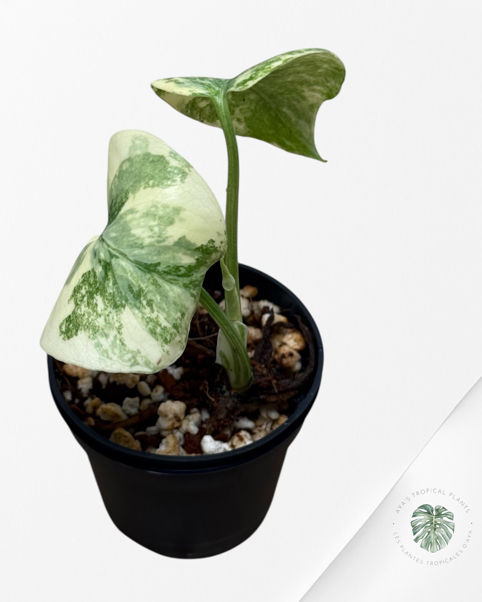 Monstera Legacy ( A grade)