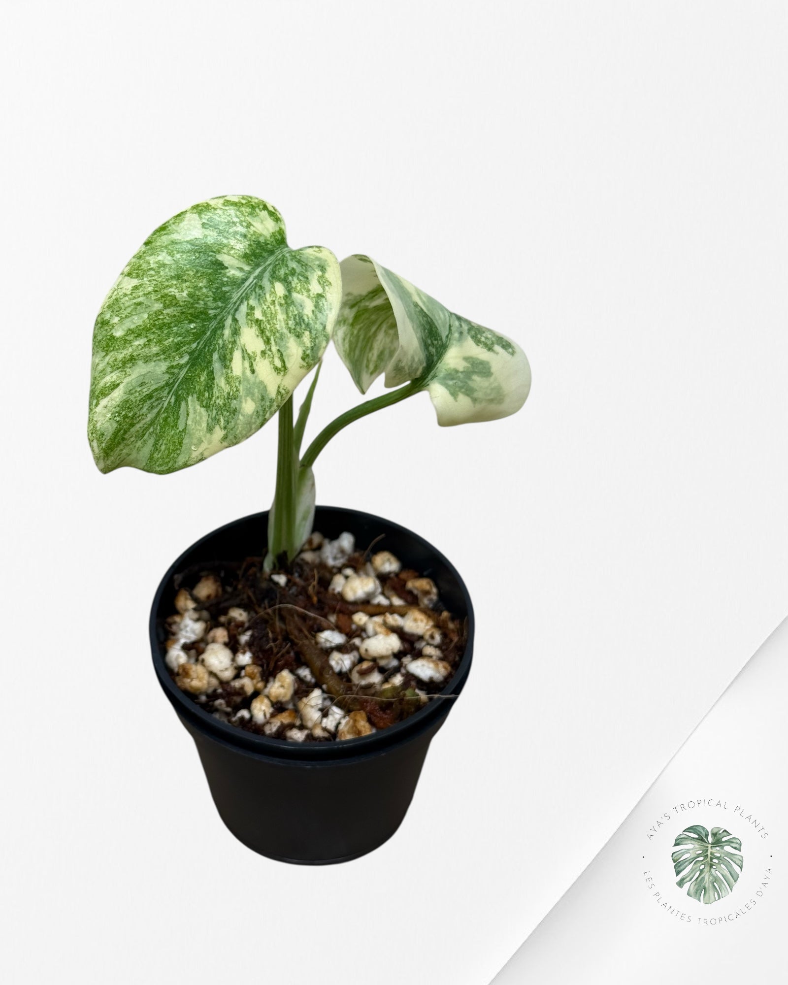 Monstera Legacy ( A grade)