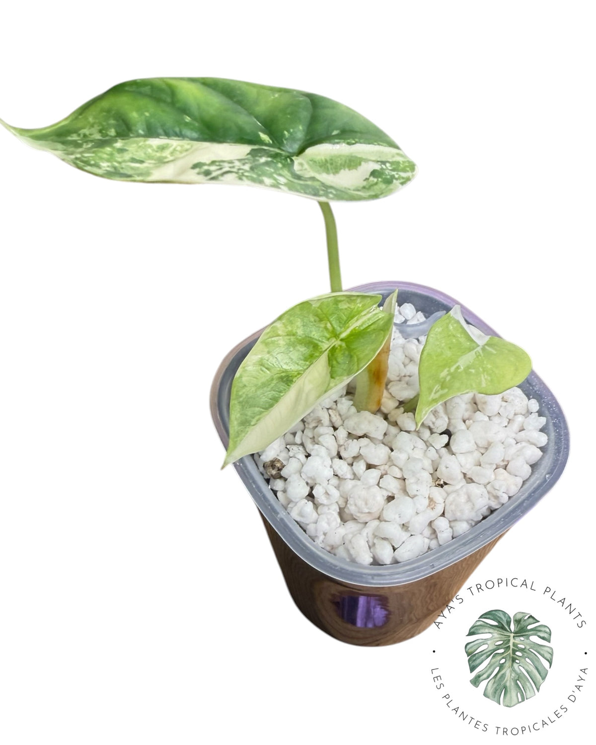 Alocasia Silver Dragon Albo