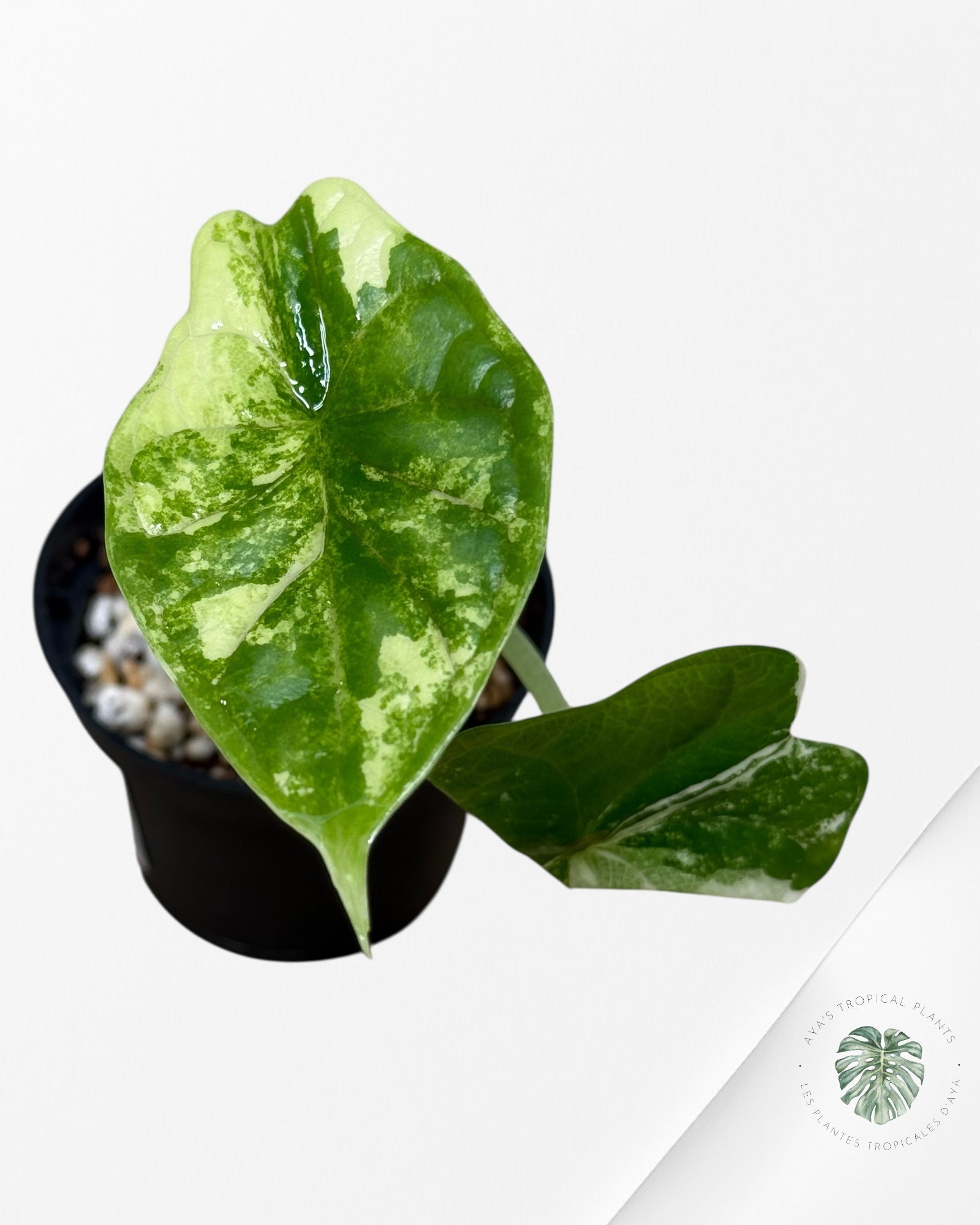 Alocasia Dragon Scale Variegated Albo ( Grade A) - TC4