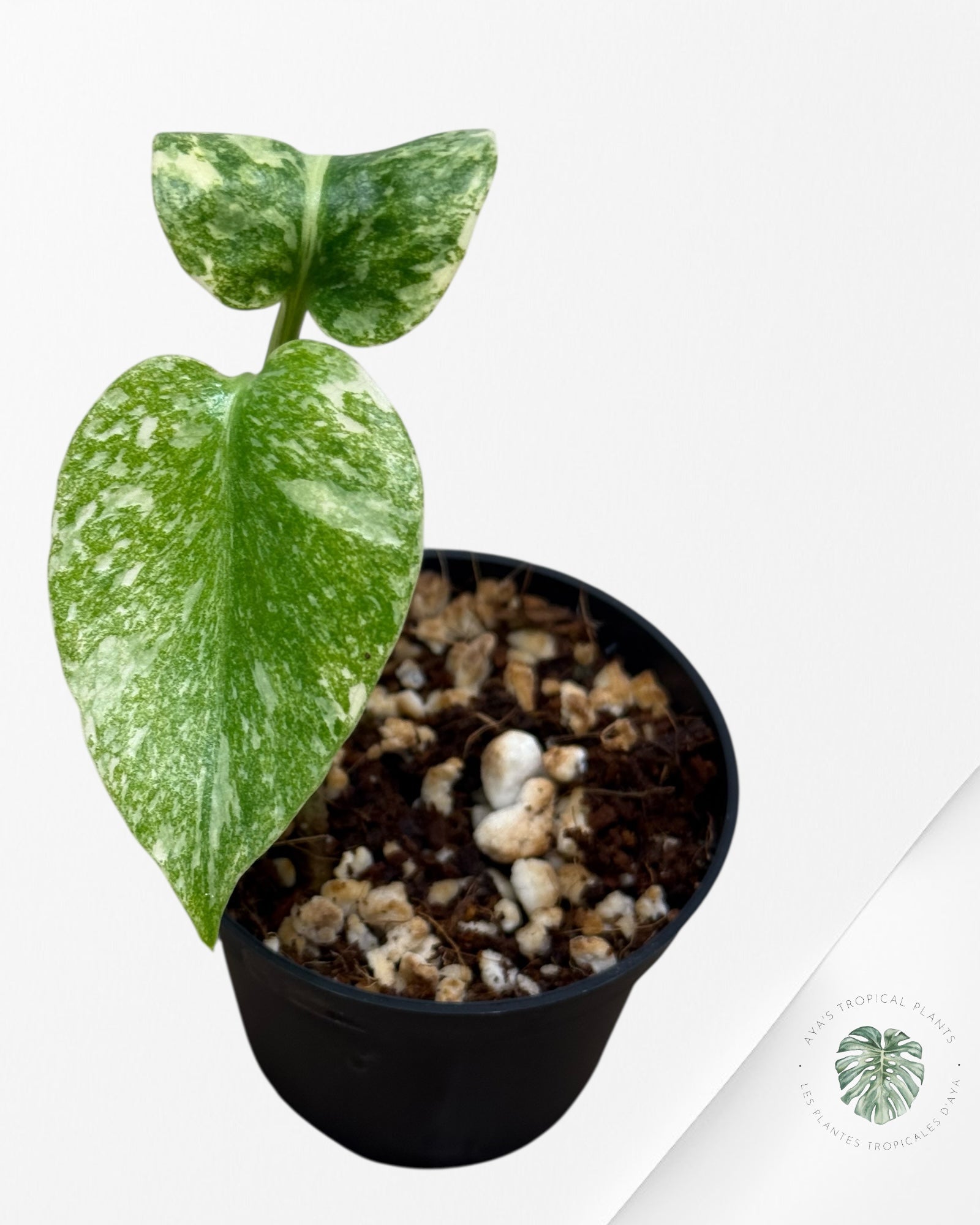 Monstera Green Snow - 1