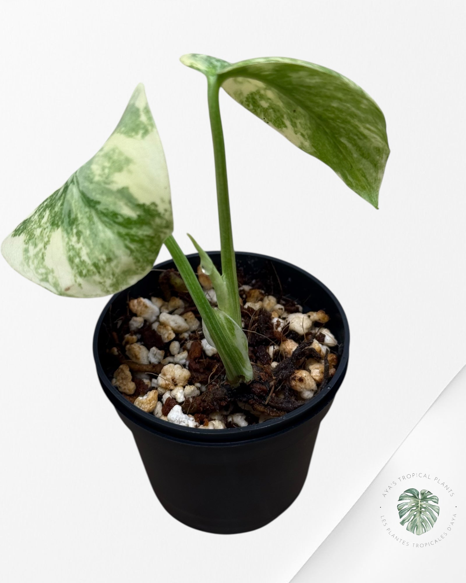Monstera Legacy ( A grade)