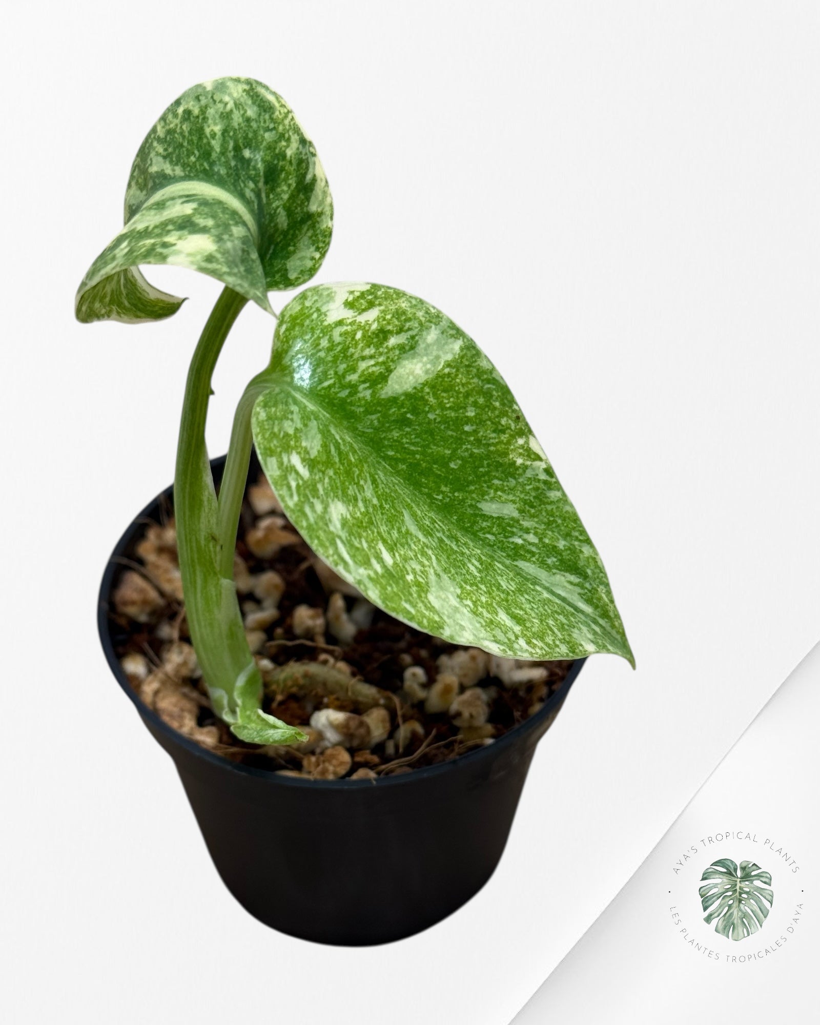 Monstera Green Snow - 1